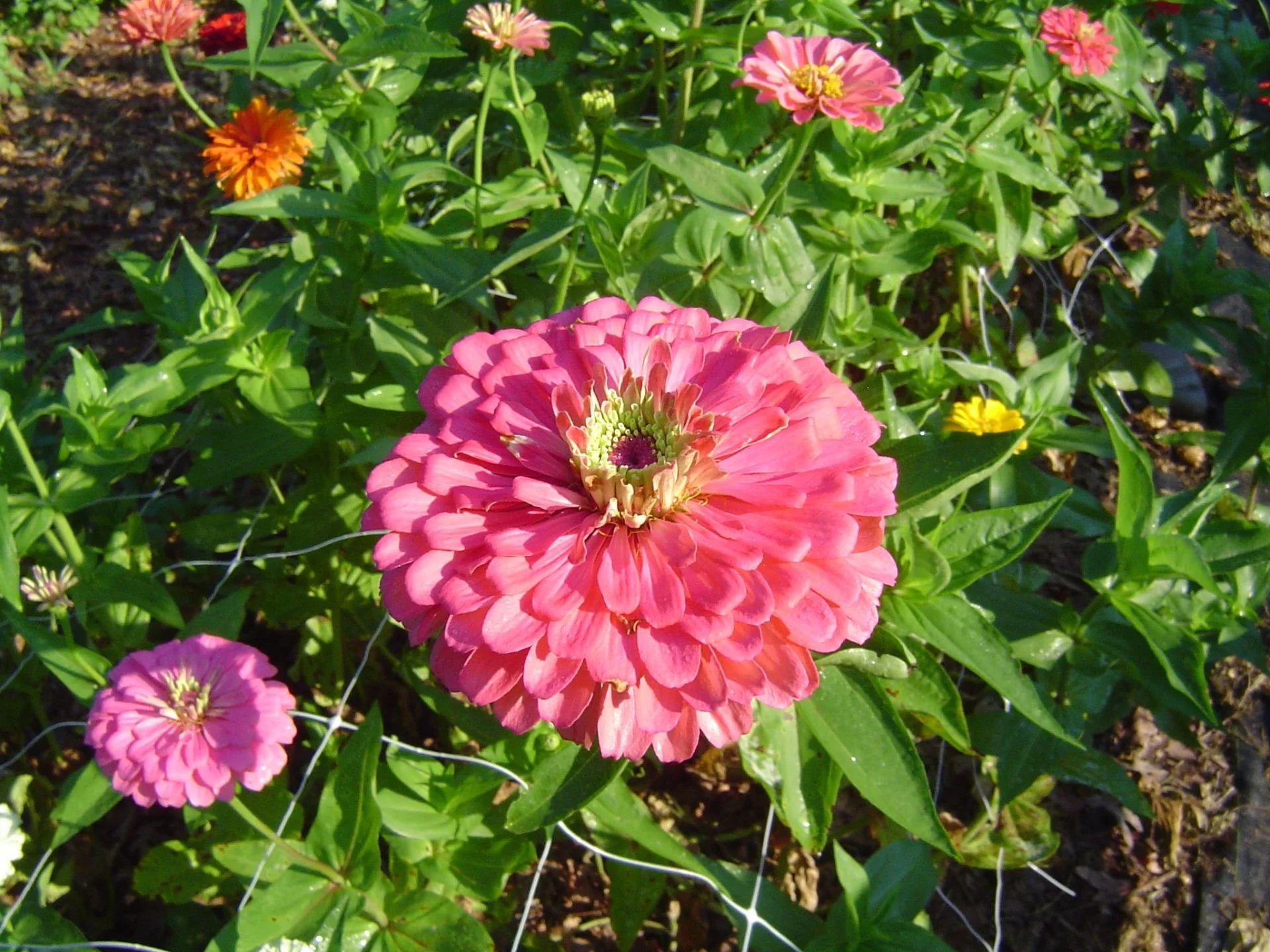 Zinnia Benary's Giants - Bright Pink