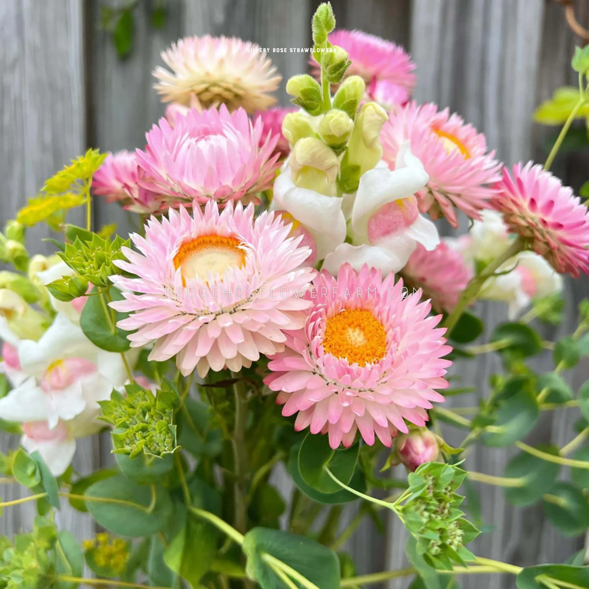 Strawflower - Silvery Rose