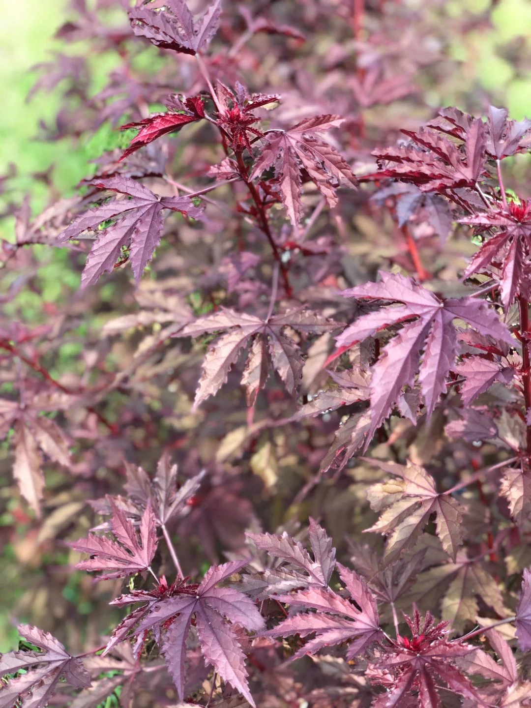 Hibiscus Mahogany Splendor