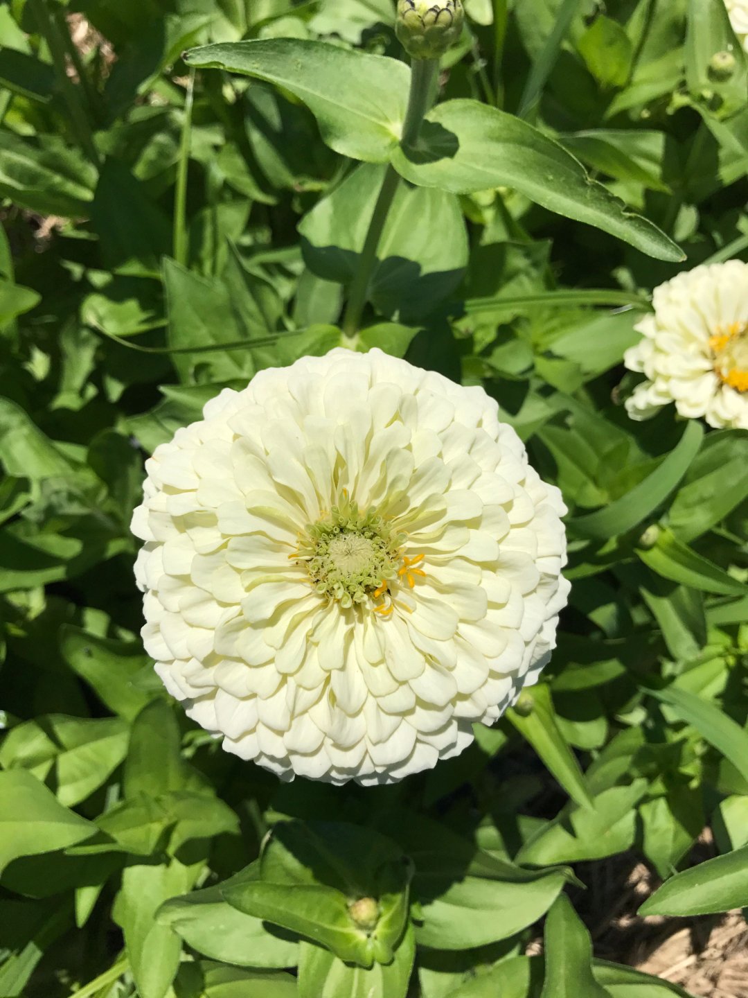 Zinnia Benary's Giants - White