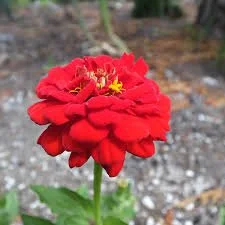Zinnia Oklahoma - Scarlet