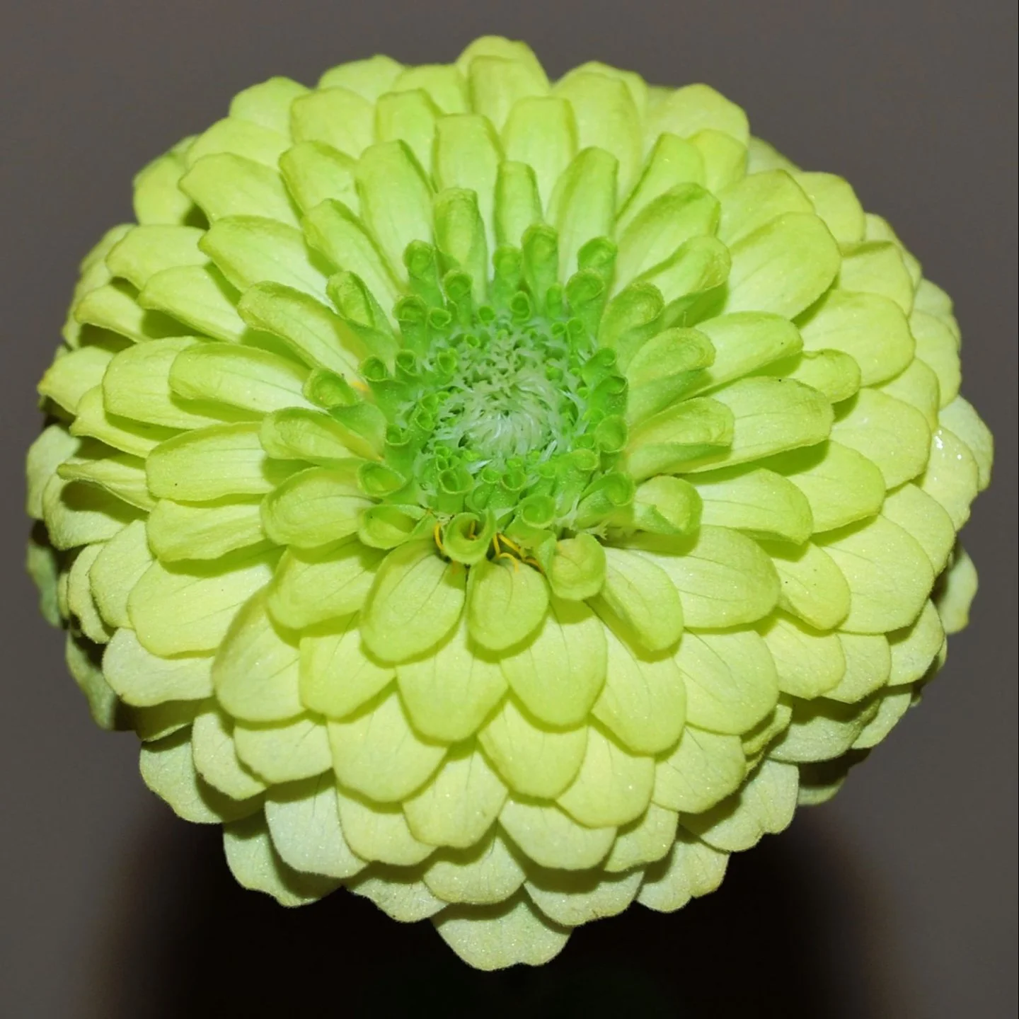 Zinnia Benary's Giant - Lime