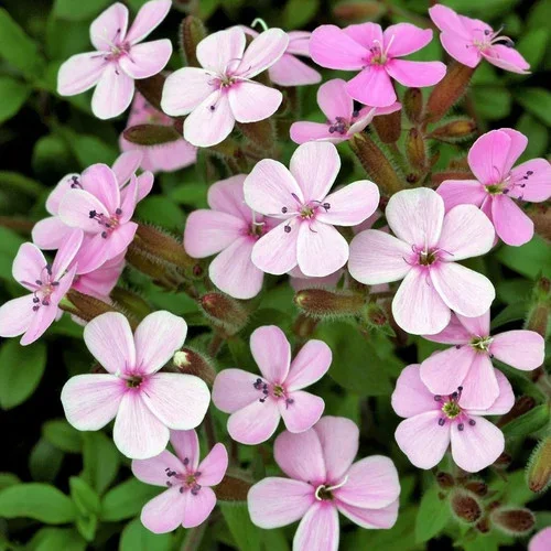 Saponaria Vaccaria - pink & white 
