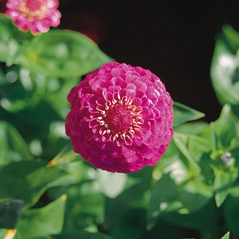 Zinnia Oklahoma - Carmine Rose