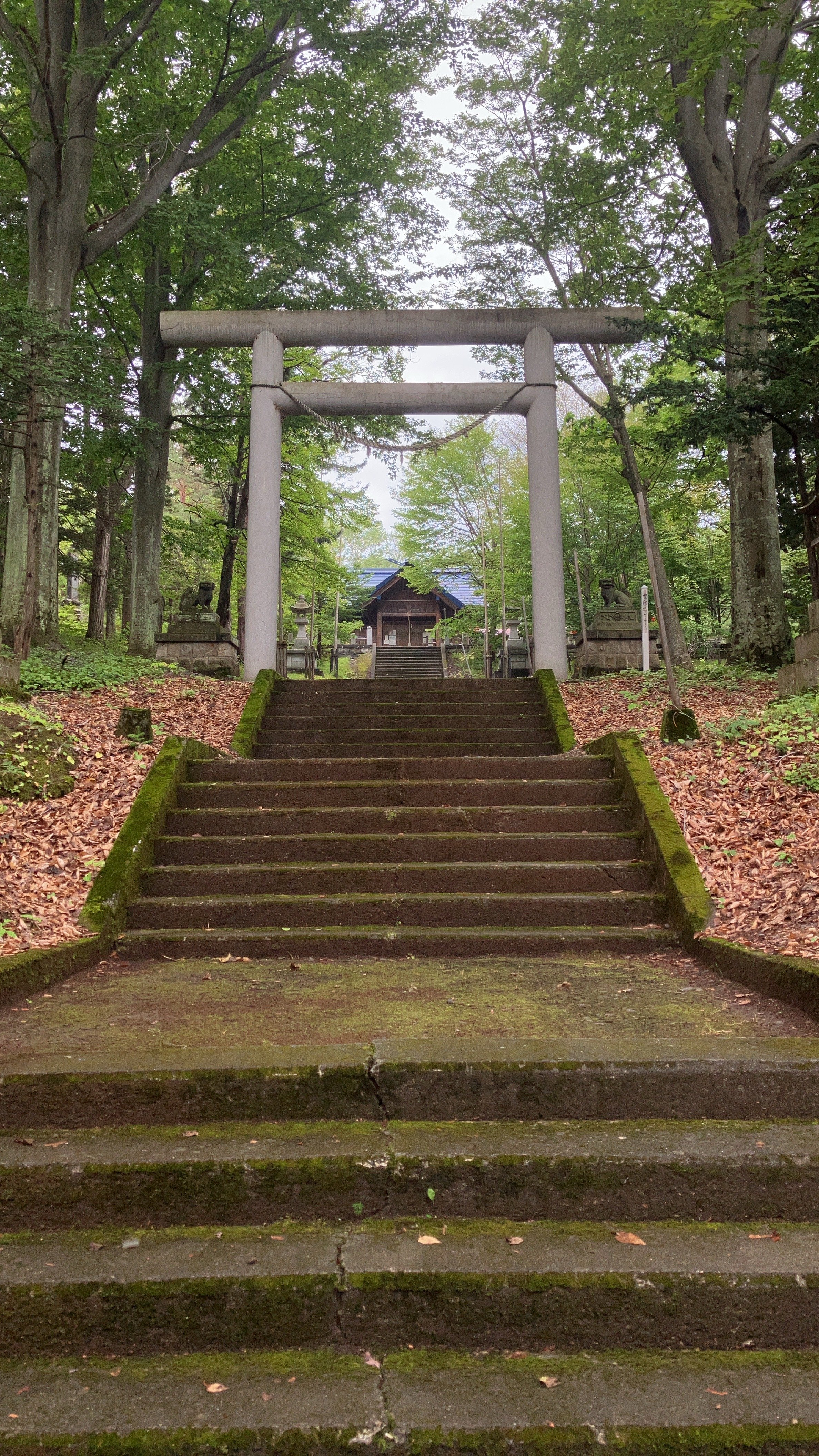 Stone steps leading up to a traditional Japanese shrine entrance with a large torii gate, surrounded by tall trees and forest.