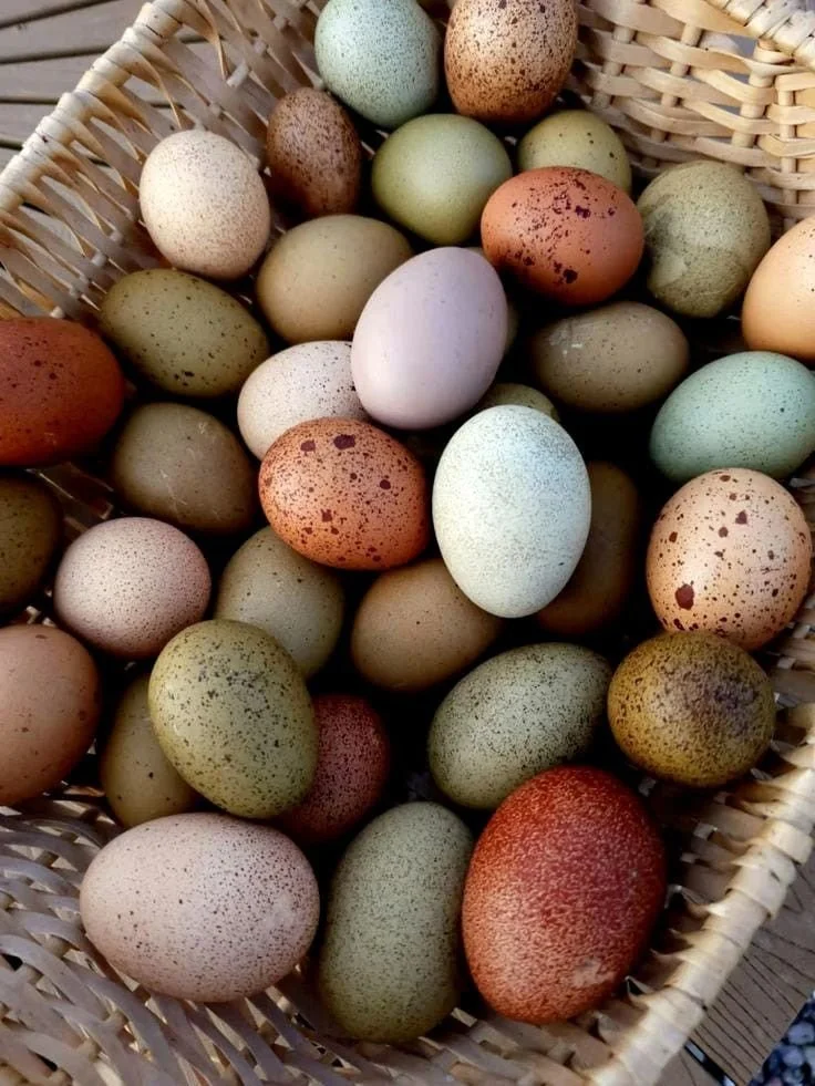 Why Eggs Are One of the Best Foods to Eat During Pregnancy