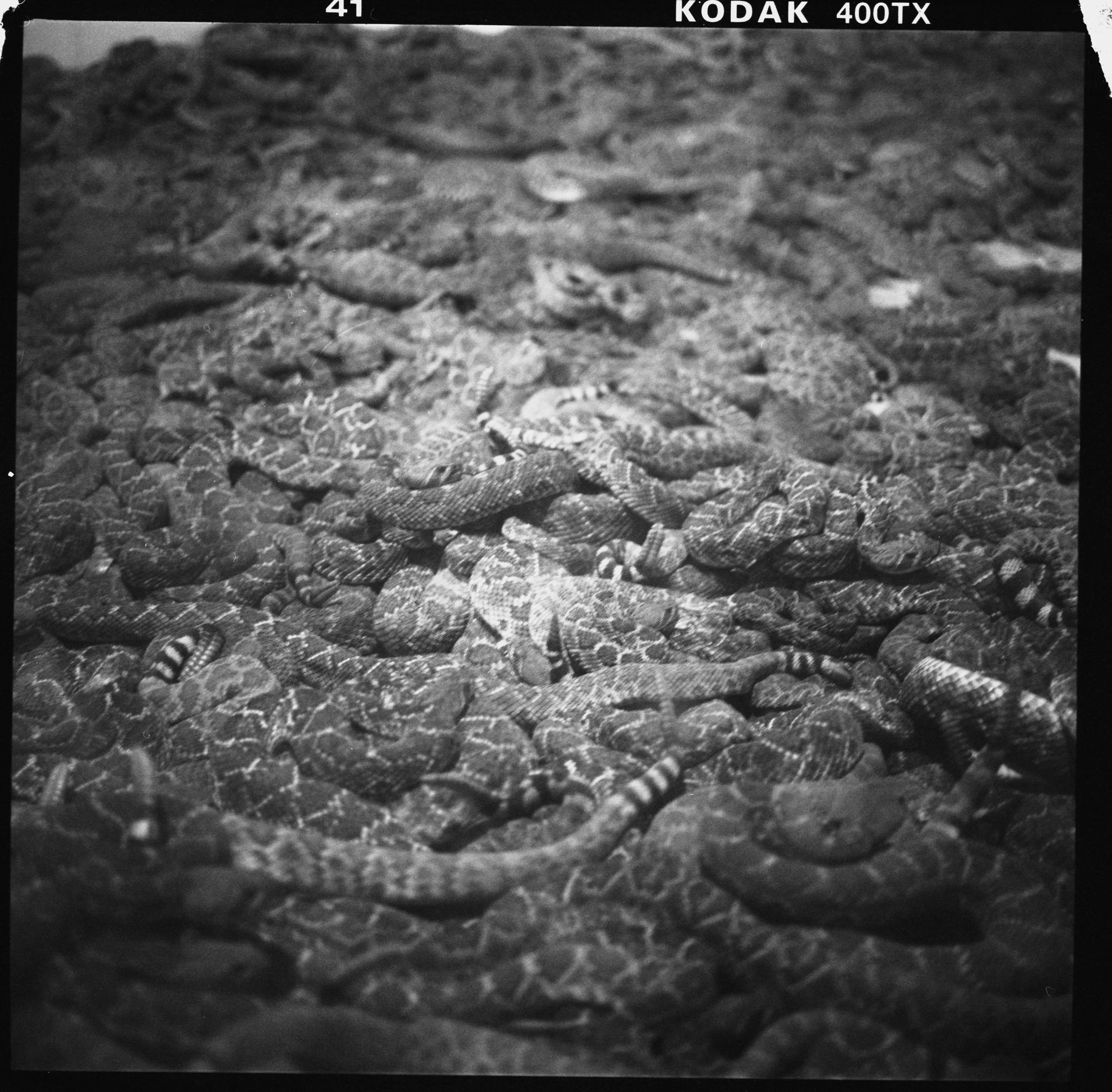 TRI X v600 scans20260404_0028 2.jpg
