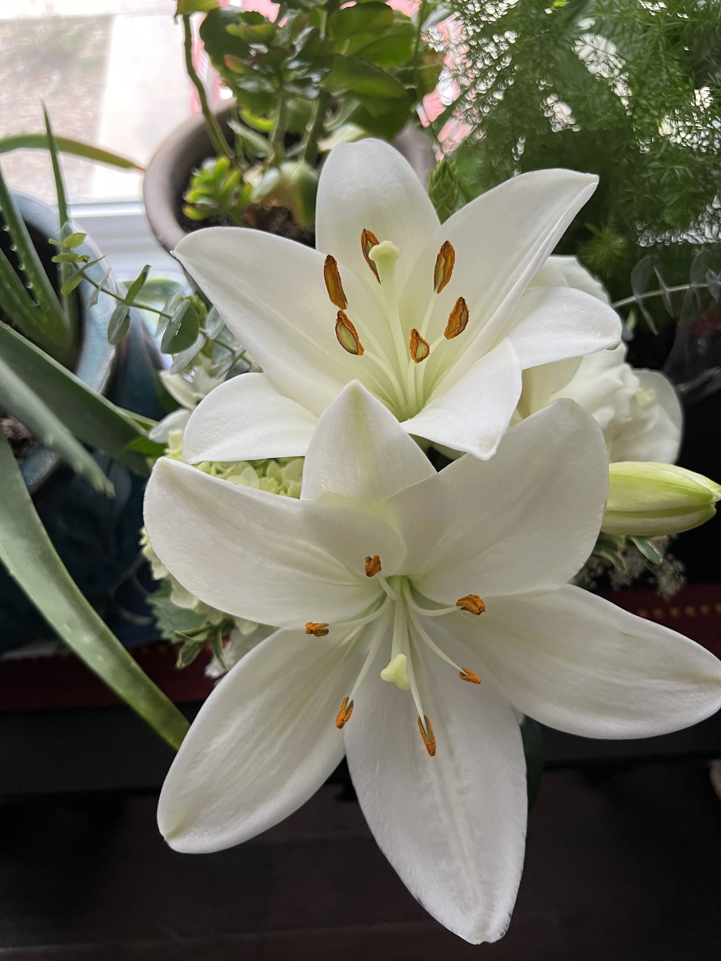 Ayurveda &amp; Women’s Health: A Lifelong Companion