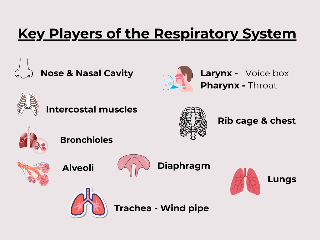 The Journey of a Breath – The Respiratory System