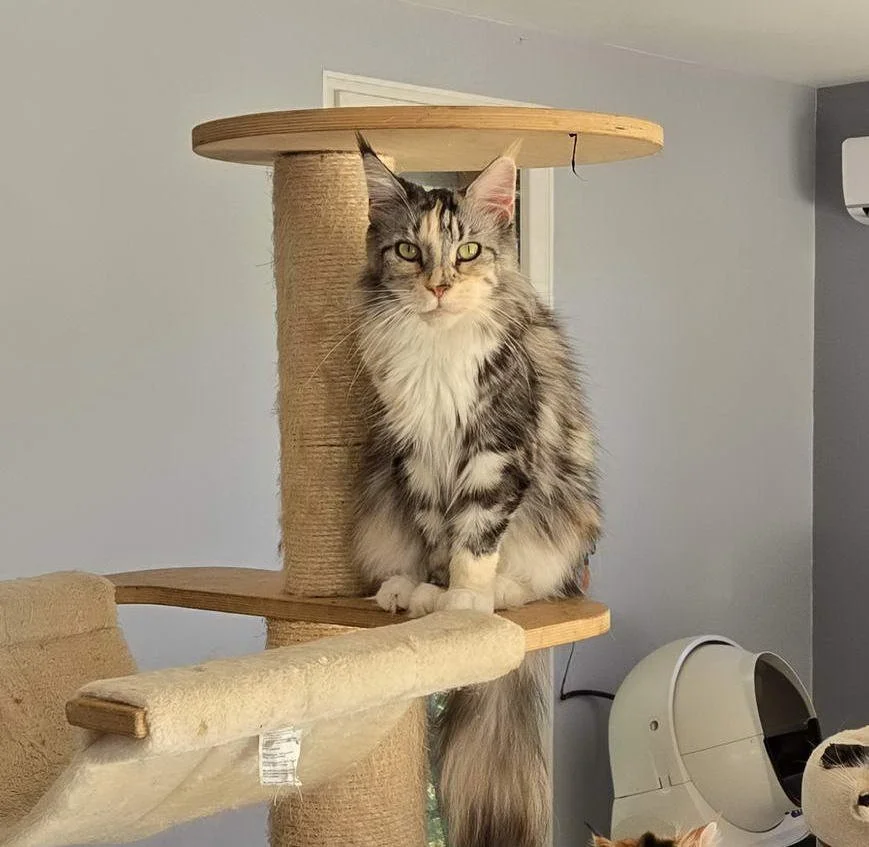 Raven des 6 Noyers, femelle Maine Coon Bleue blotchedTabby 