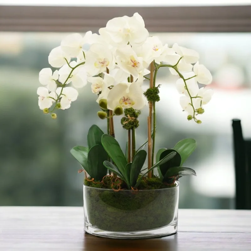 4 Stem White Phalaenopsis Orchid in  Glass