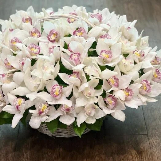 Cymbidium Orchid Basket