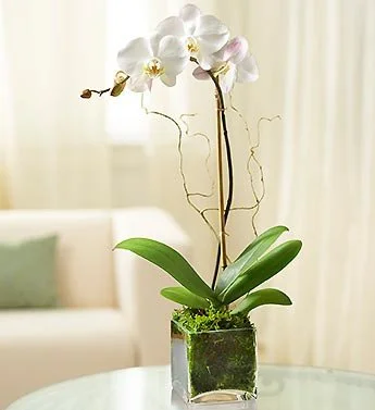White Phalaenopsis Orchid in Glass