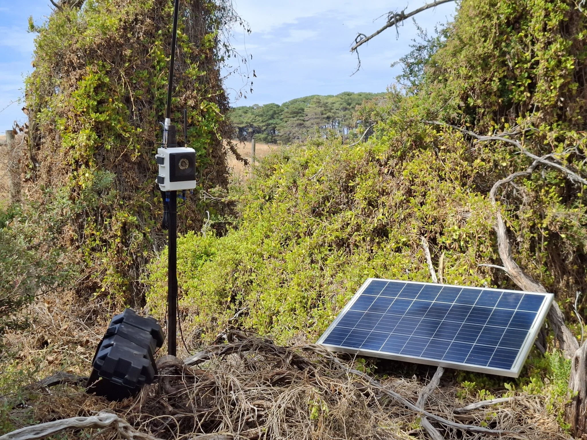 Edge Computing for Ecological Monitoring