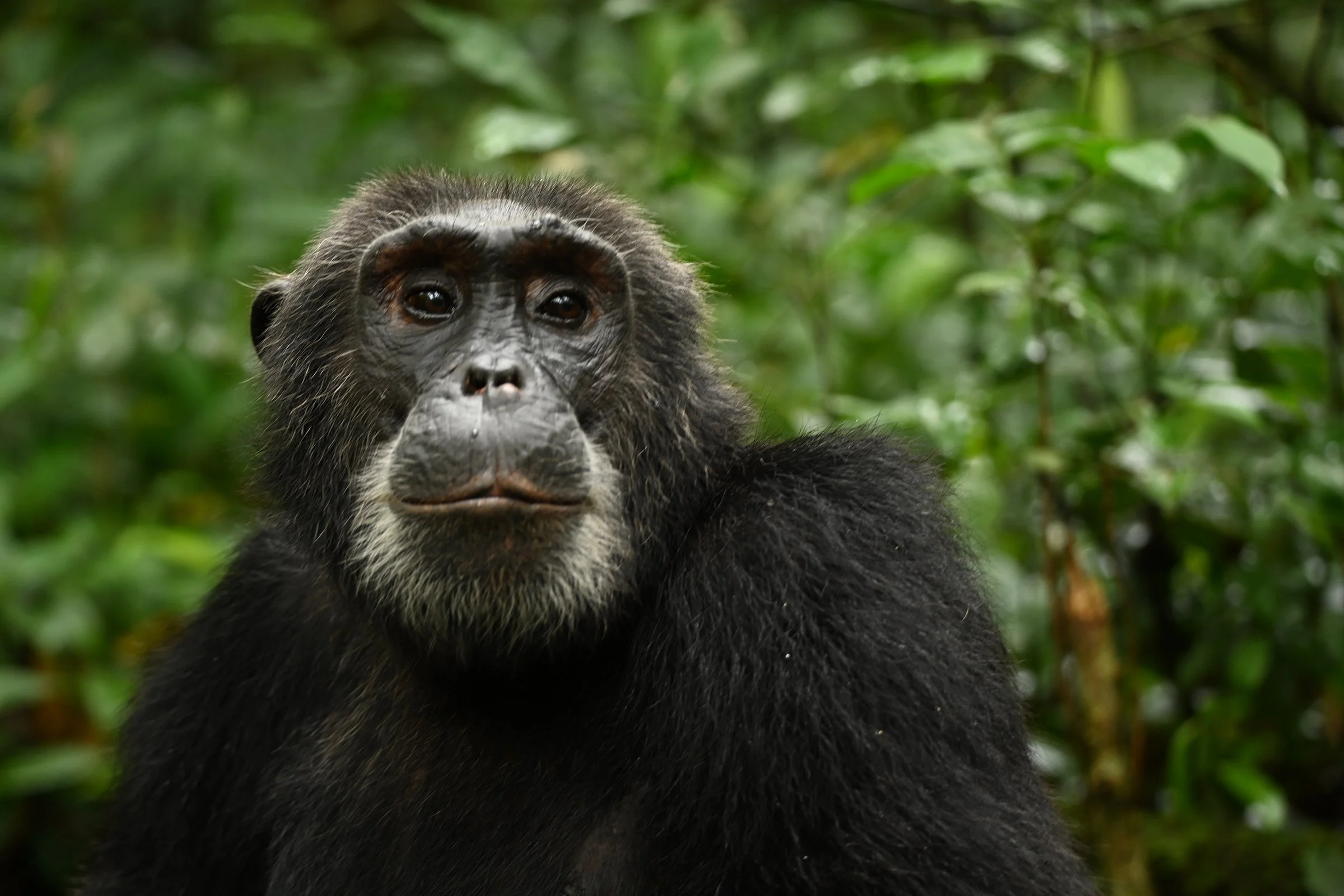 CHIMP2.jpg