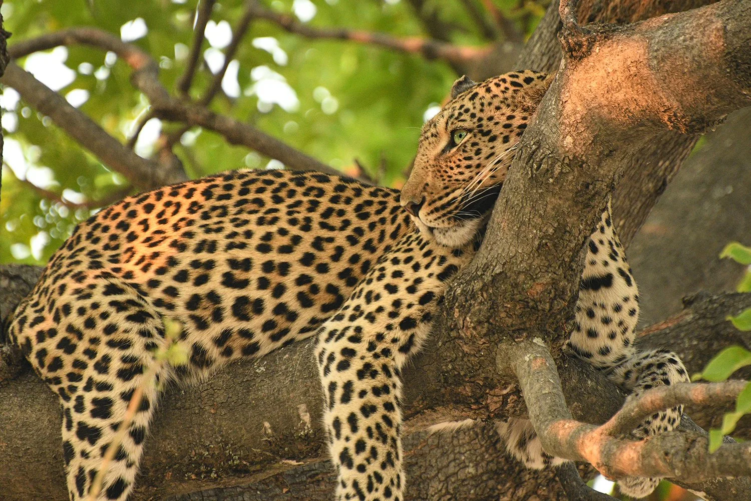 Small_Leopard.jpg