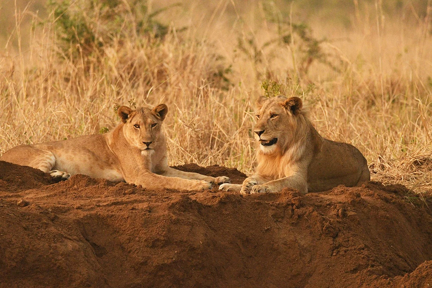 A male lion and a female lioness are resting on the ground in a grassland with tall dry grass in the background.