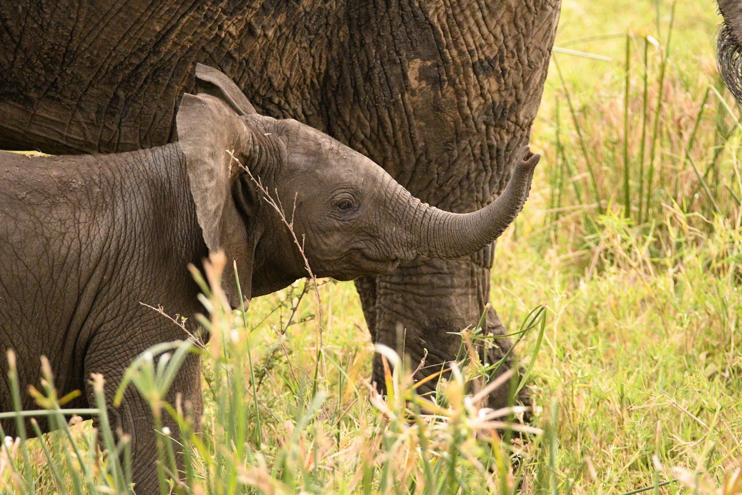 A baby elephant standing in tall grass next to an adult elephant.
