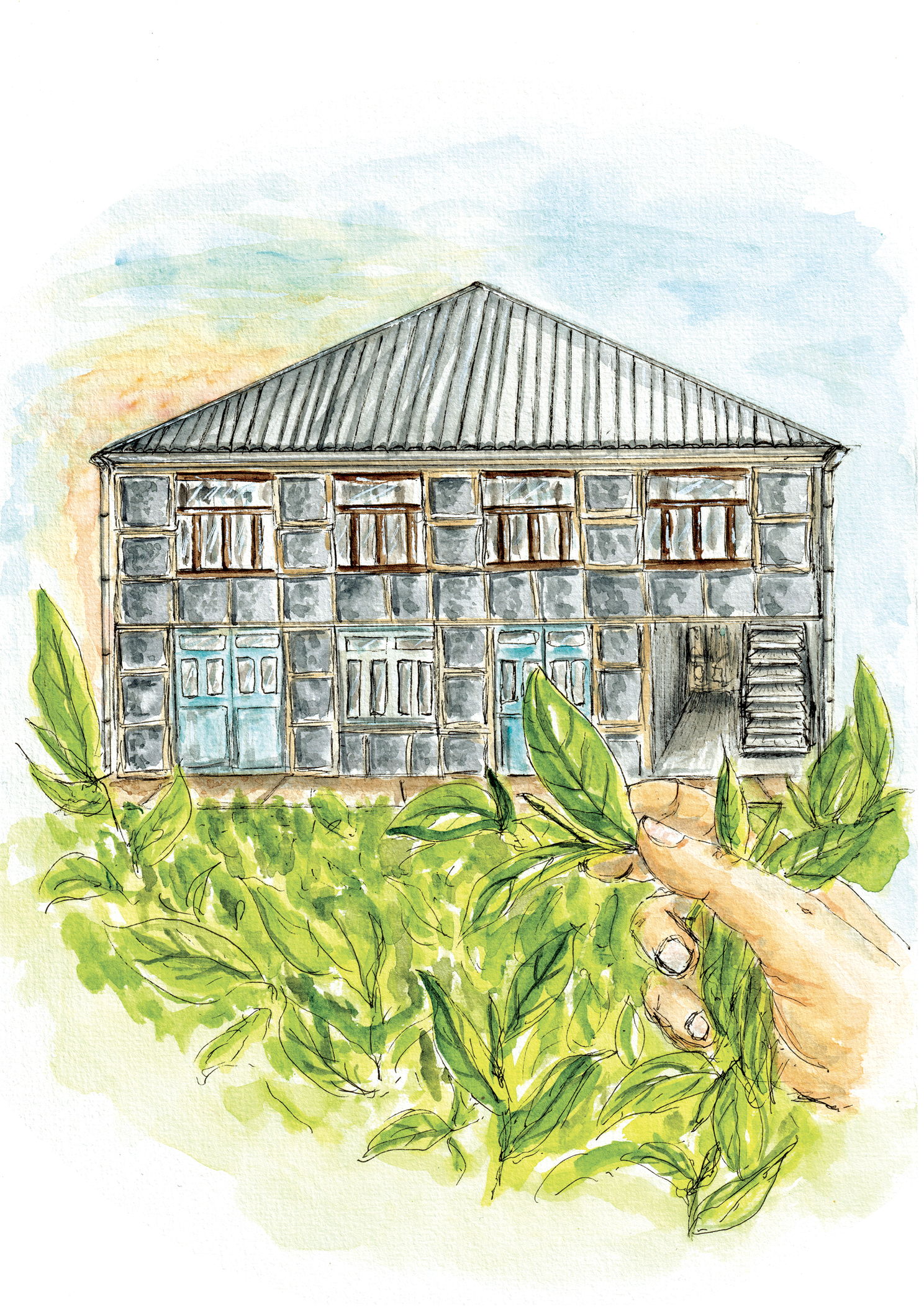 illustration main tenant feuilles de thés par Charlotte Frezel