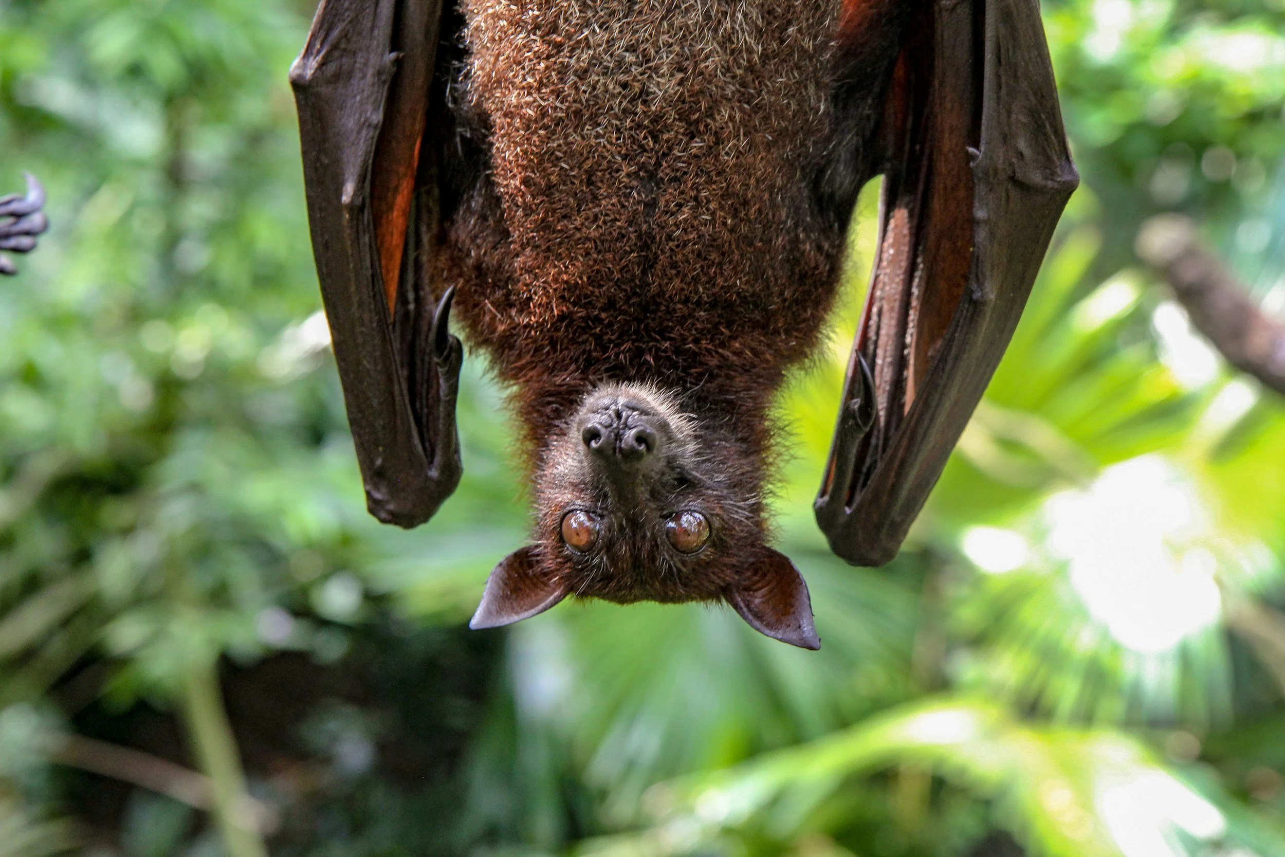 Climate Change and Zoonosis: Why It Matters!
