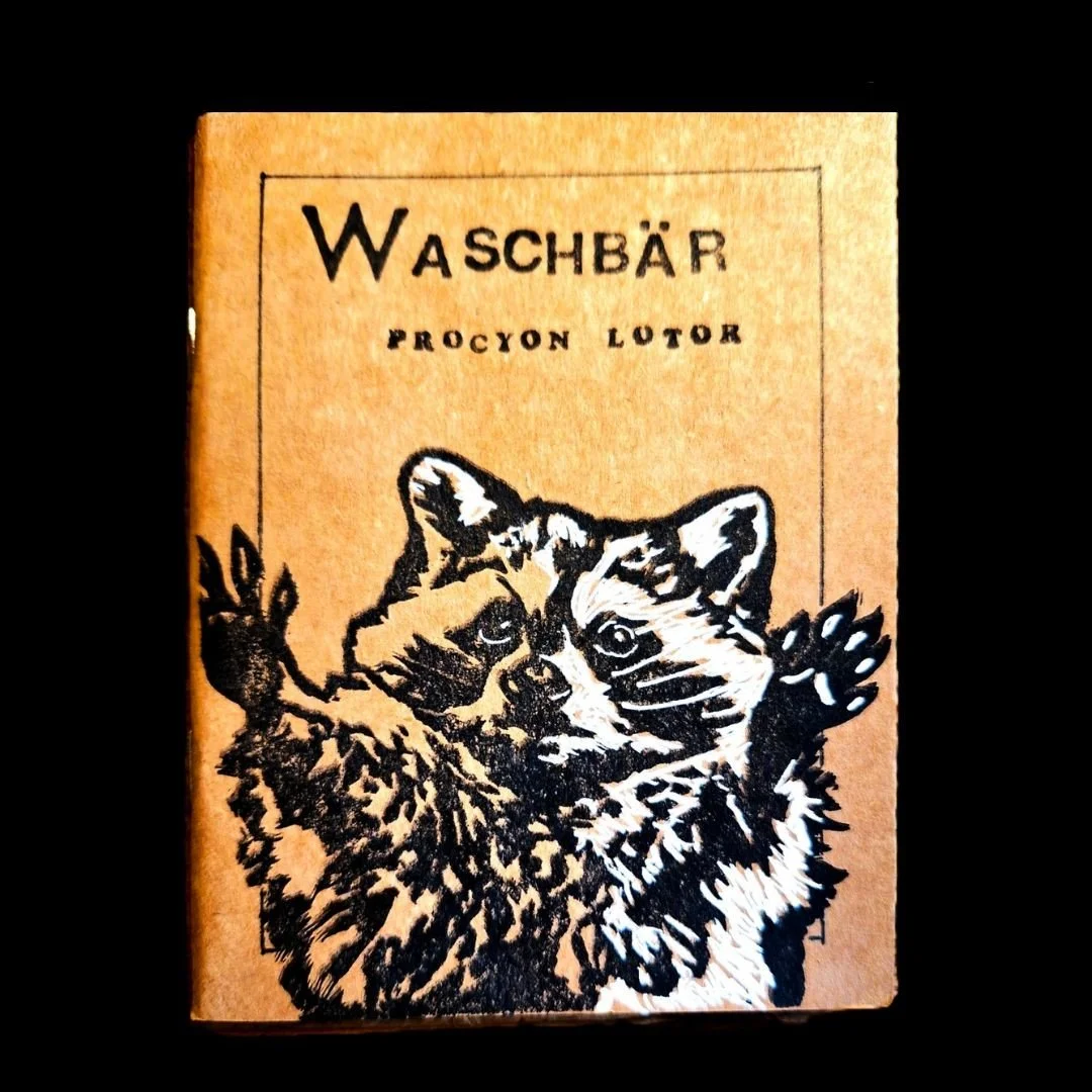 Waschbär.jpg