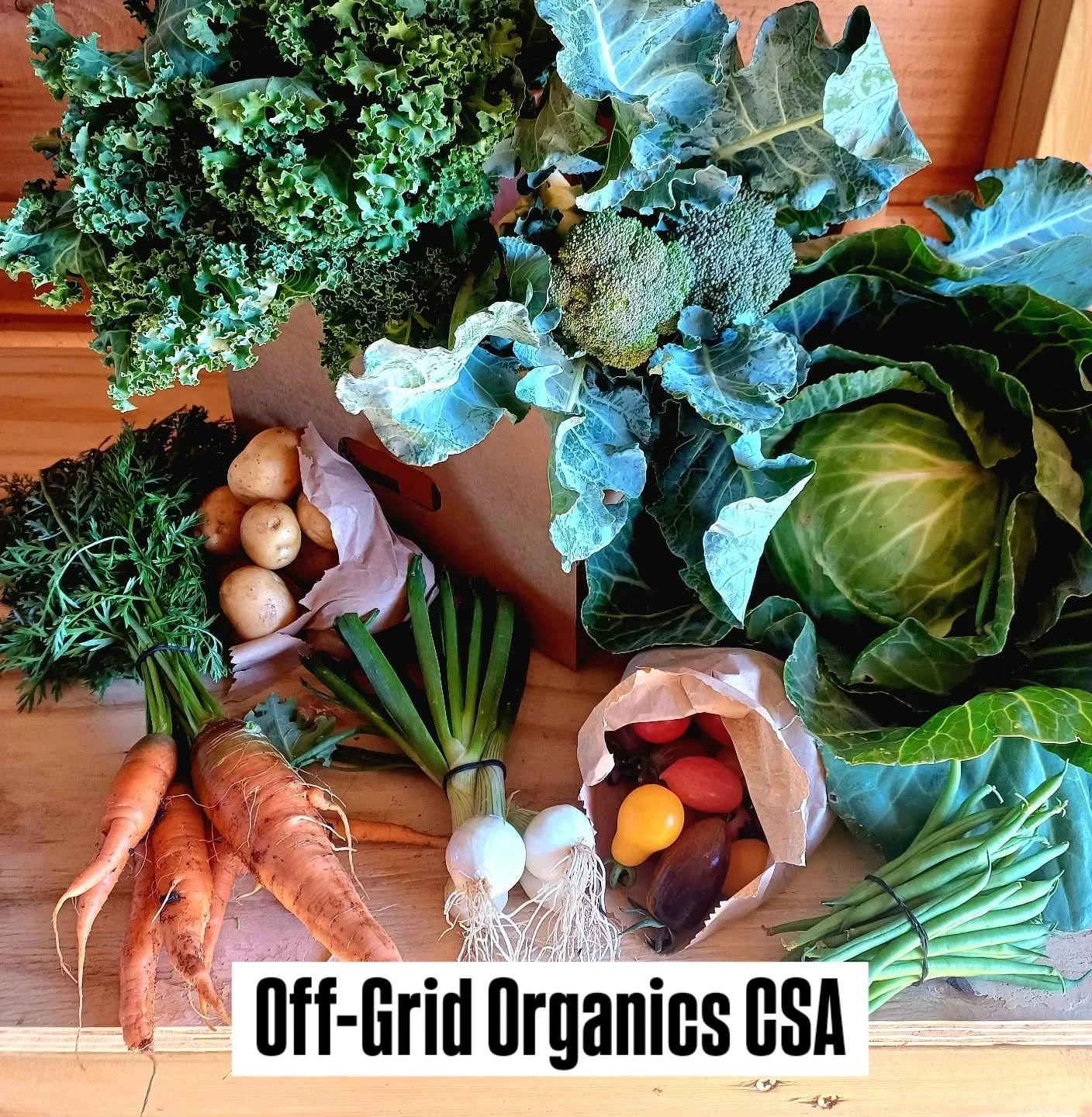 In our CSA boxes today. What the h*@! is CSA you ask....head over www.offgridorganics.co.uk and find out what Community Supported Agriculture is all about and how you can be a part of our little farm.

#foodsovereignty #marketgardening #communitysupp