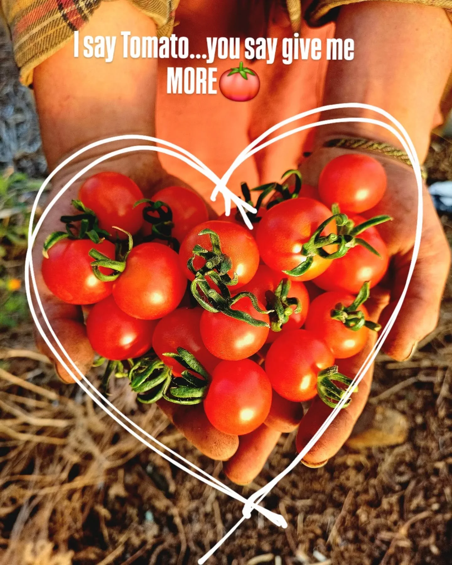 Tomatoes in our CSA boxes...Tomatoes available for wholesale. We are growing thirteen different organic, heirloom varities  of all shapes, colours and sizes.

#organictomatoes #organicgardening #nodig #femalefarmer #offgridliving