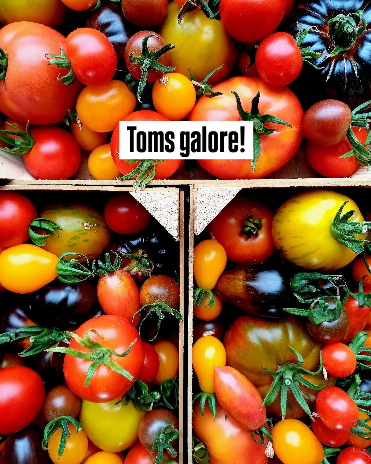 Lots of Tomatoes again today destined for our local farm produce store @teals_store