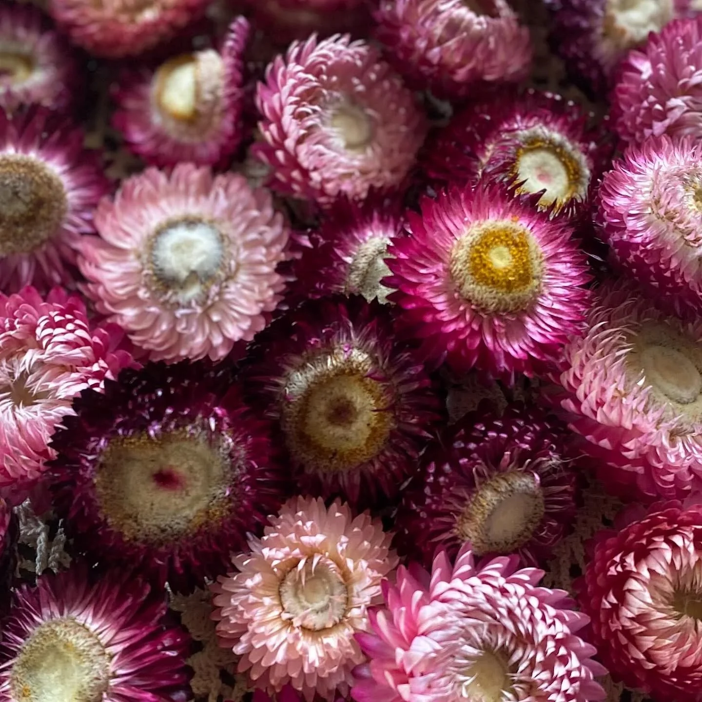 A little sunshine on a rainy ol' Monday...we've got limited availability of everlasting dried flowers for you...let us know if you'd like to add a bunch to your veggie box this week.