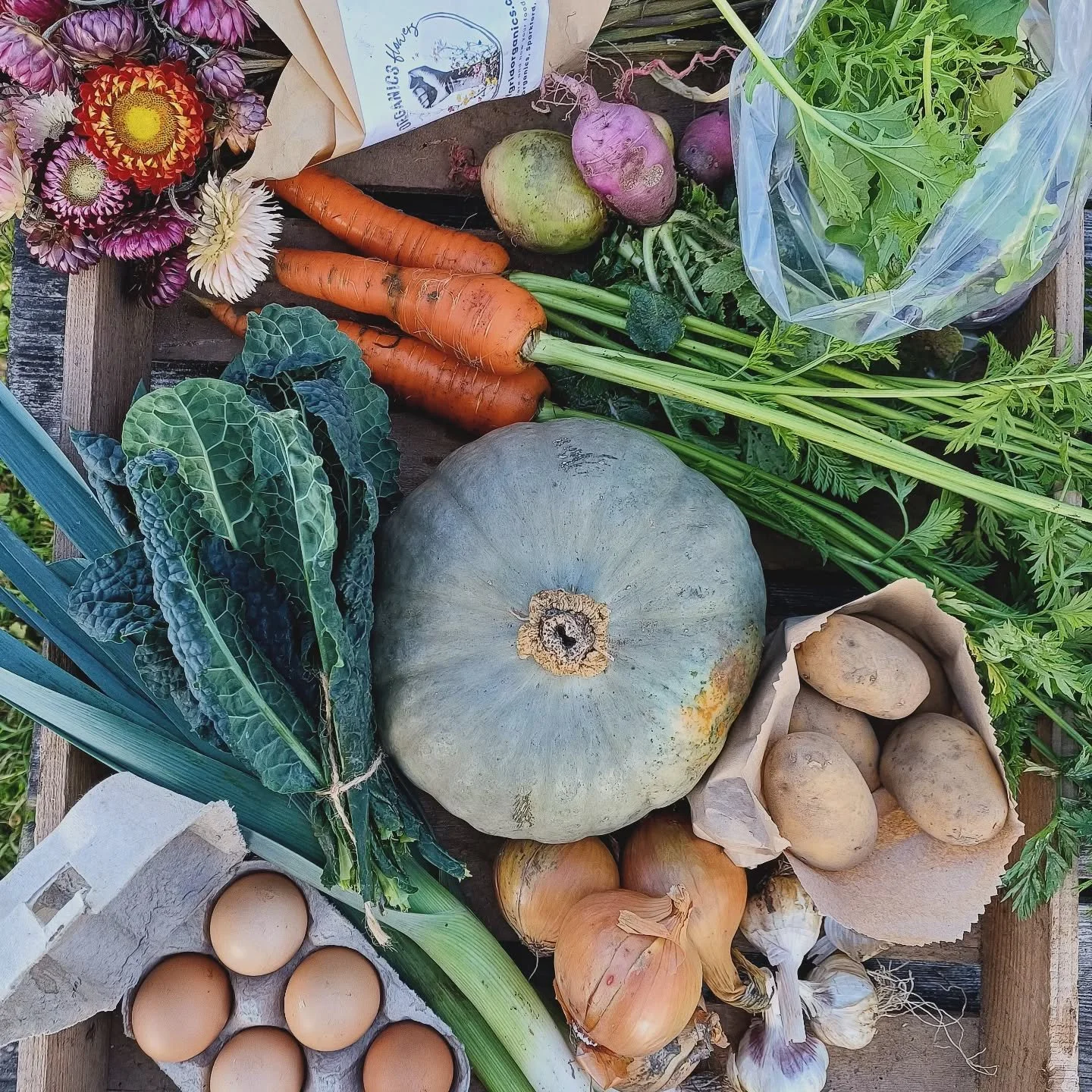 Autumn harvests 
#organicveggies #nodig #growyourownfood #eatseasonal #femalefarmer #marketgardening #offgridliving