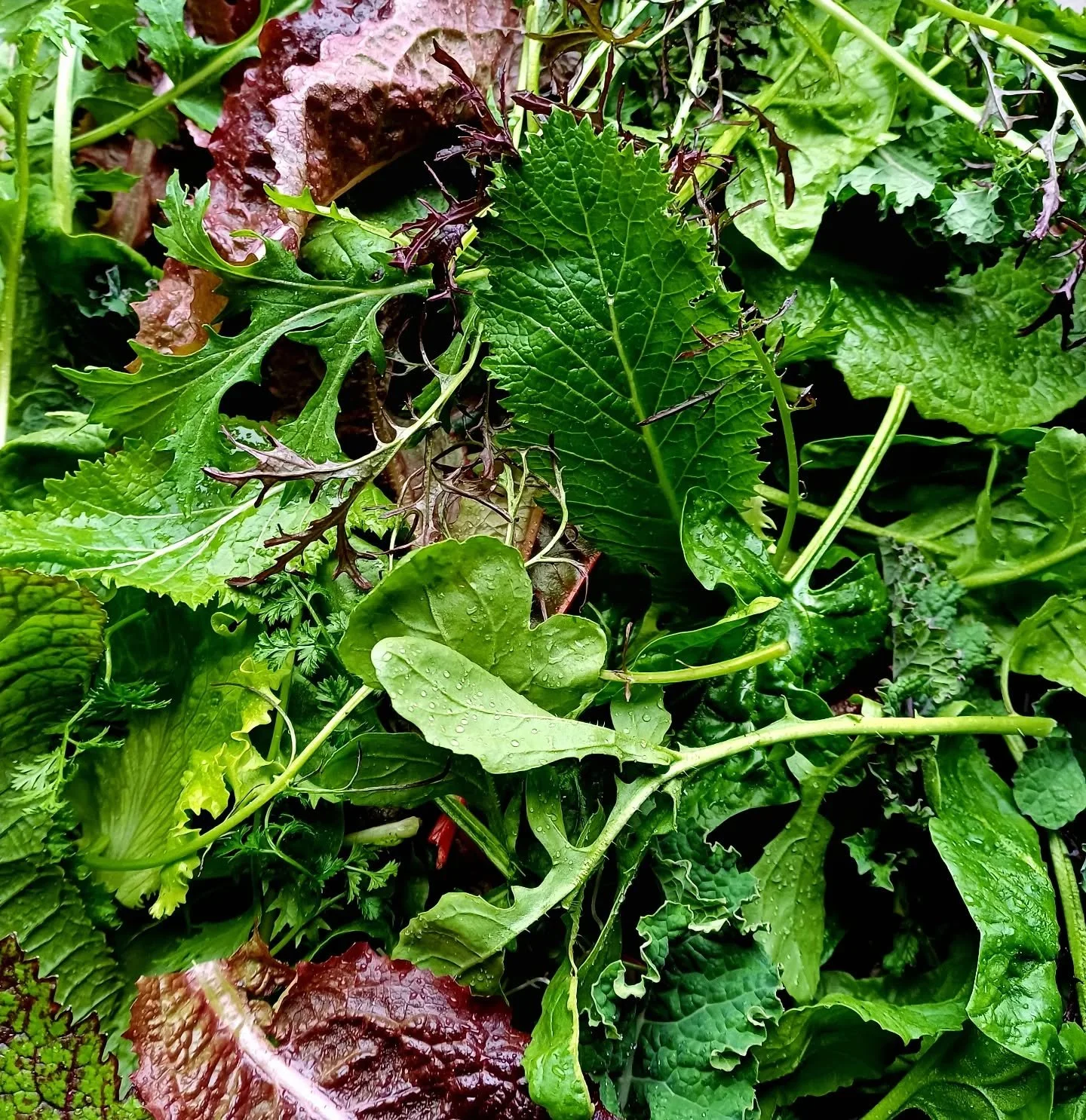 Vibrant peppery salad leaves on the 100000 th soggy, grey day so far this year!
