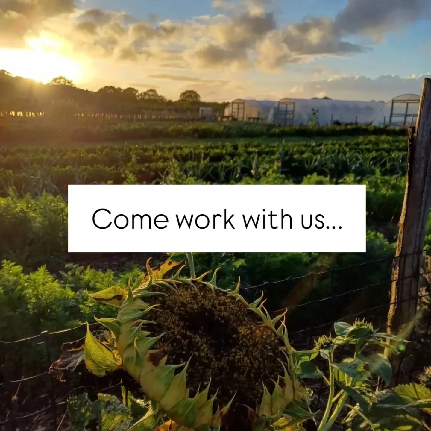 TO APPLY PLEASE VISIT-APPLICATIONS CLISE 15th MARCH.

https://youthenvironmentalservice.co.uk/thislivingplace

We are so excited to be offering this opportunity!  Getting into growing can be tough sometimes, courses are expensive, paid opportunities 