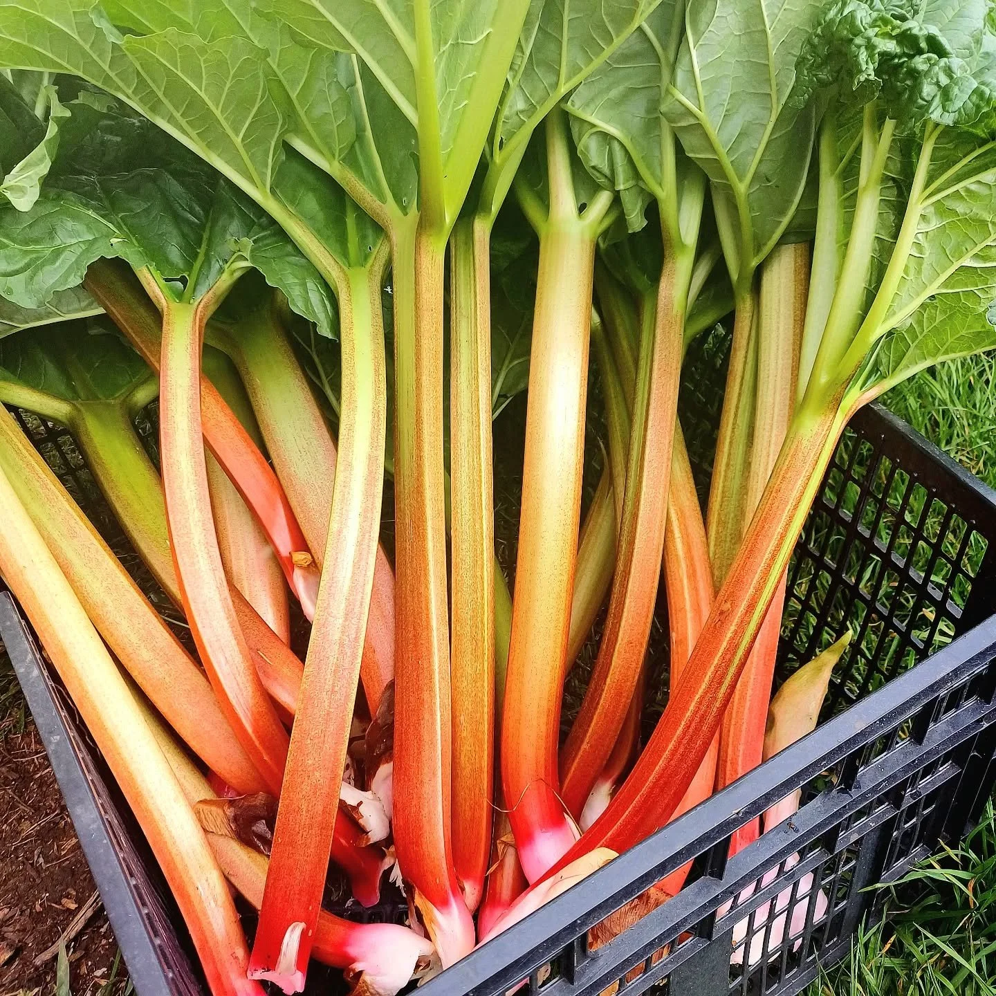 Beautiful, pink, organic Rhubarb. Delivered to our good friends @teals_store less than 30 minutes after it's pulled from our field.

#seasonaleating #eatlocal