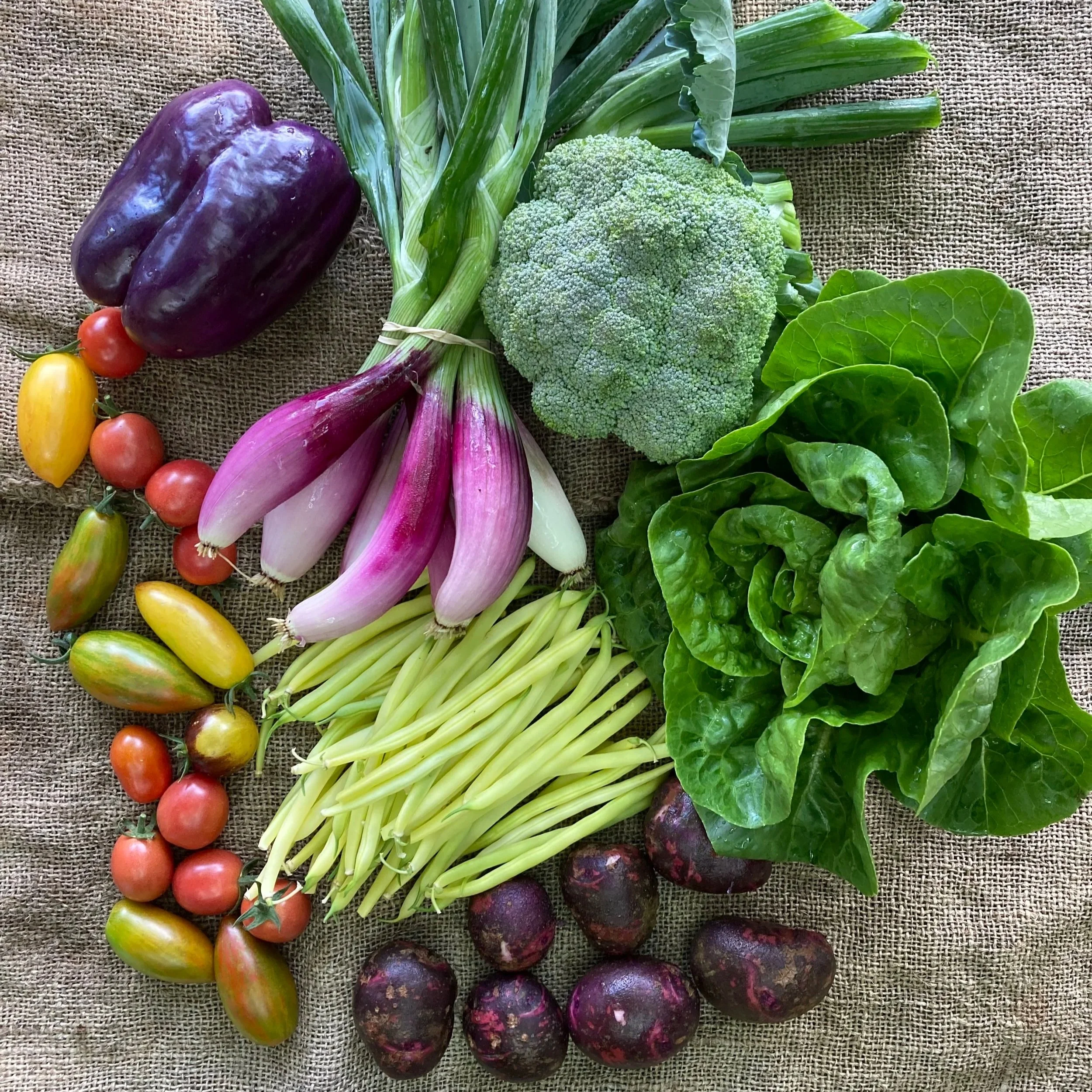 HALF SHARE SUMMER CSA