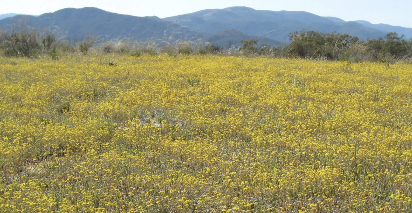 Family Constellation Retreat and Circle at Manzanita Village, Southern California