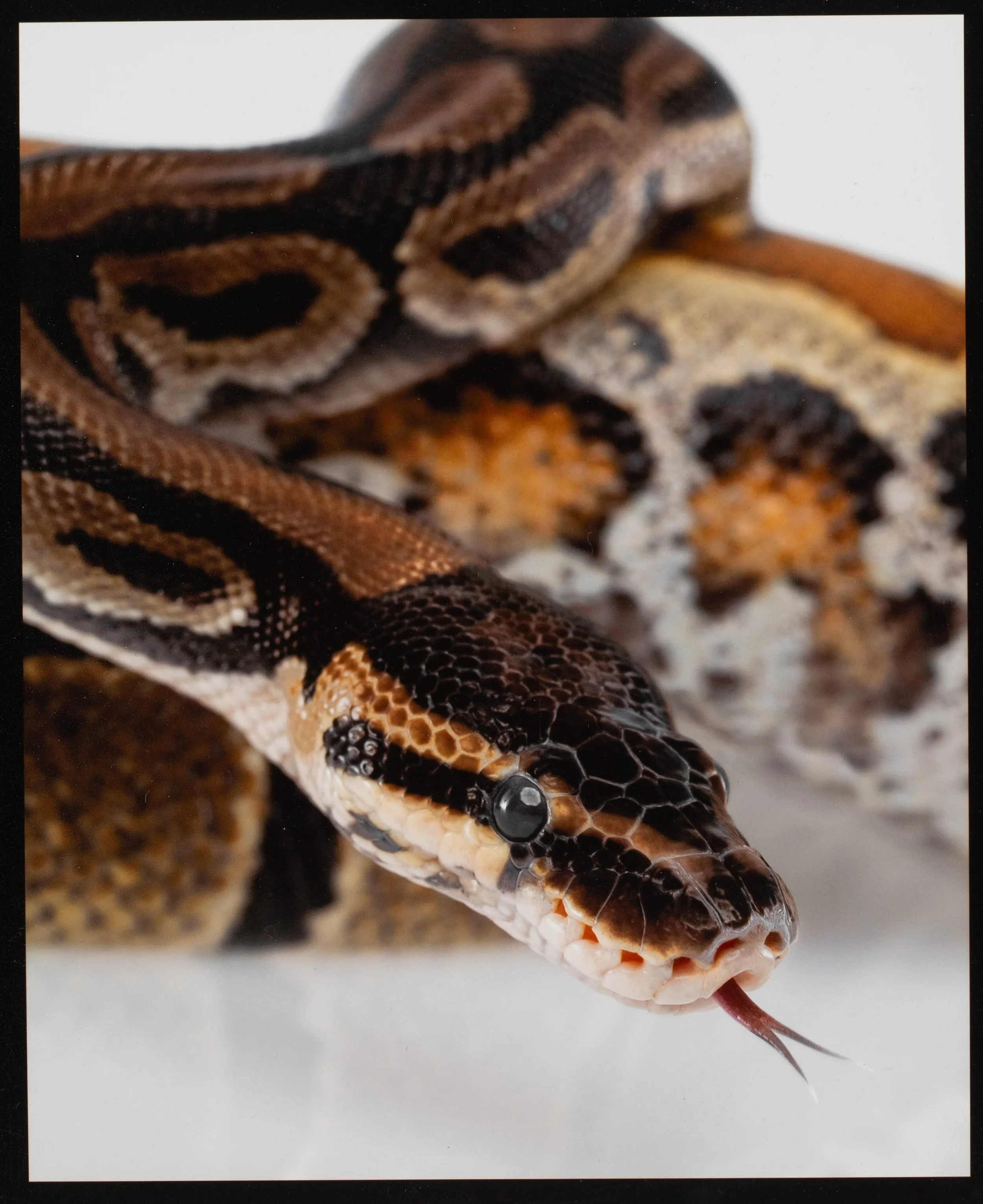 snake-zoom-shot-flatiron-nyc.jpg