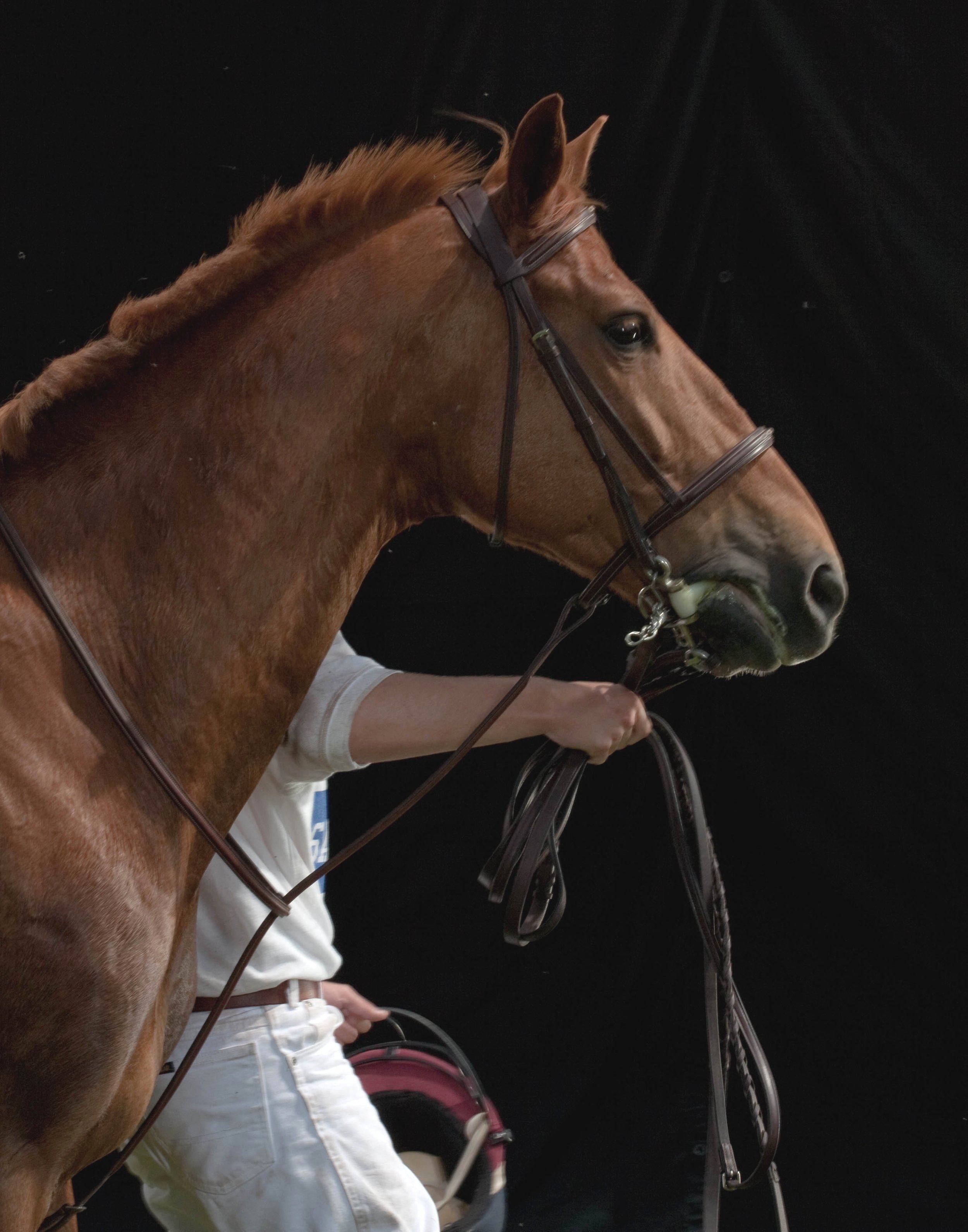 HORSE