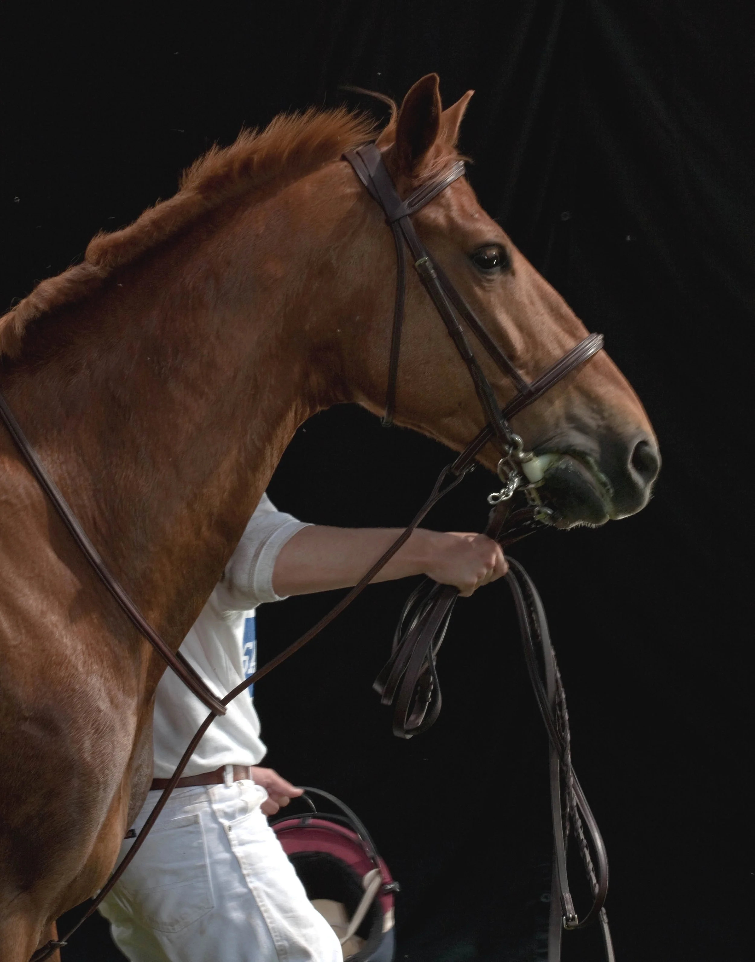 luxury-equine-photographer-haruko-nyc.jpg