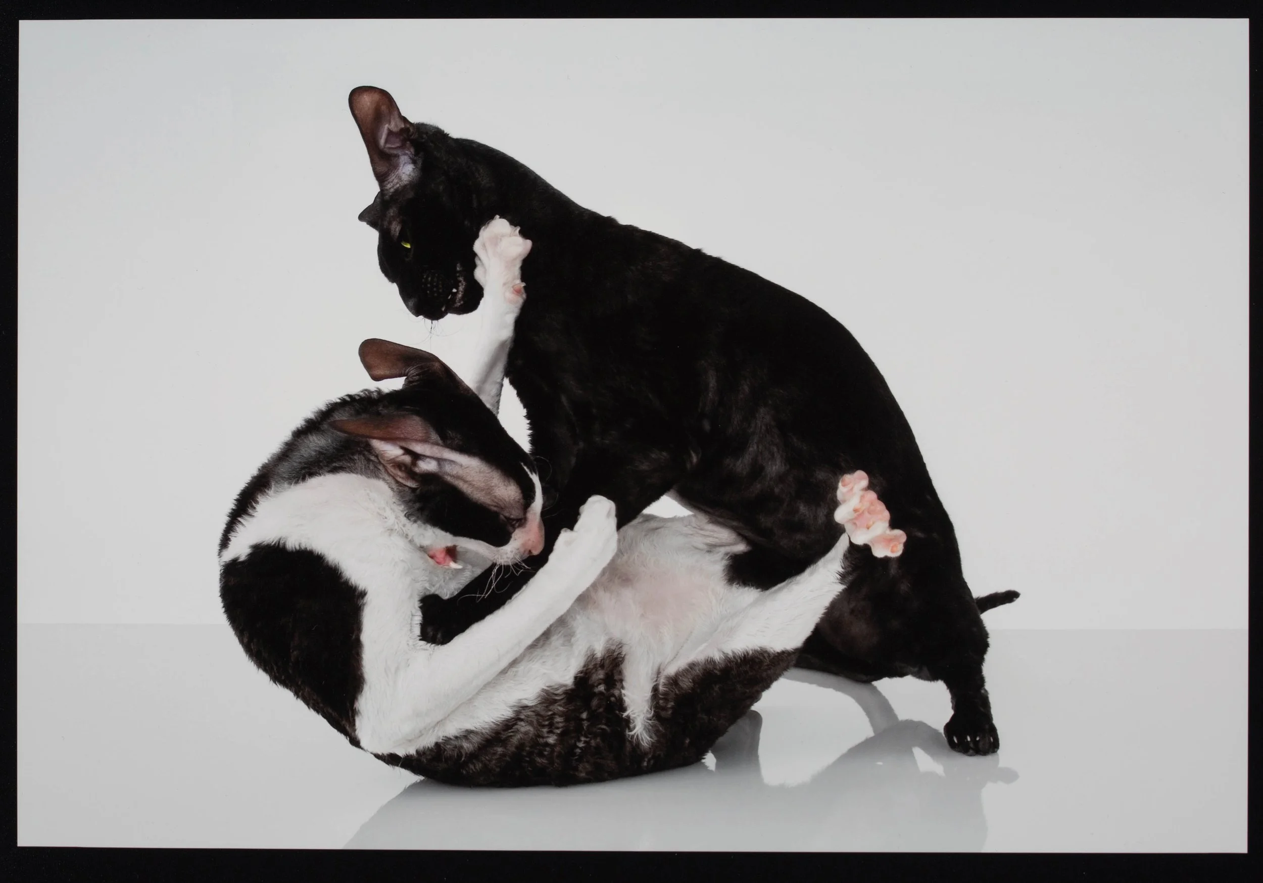 catfight-action-shot-nyc-haruko.jpg