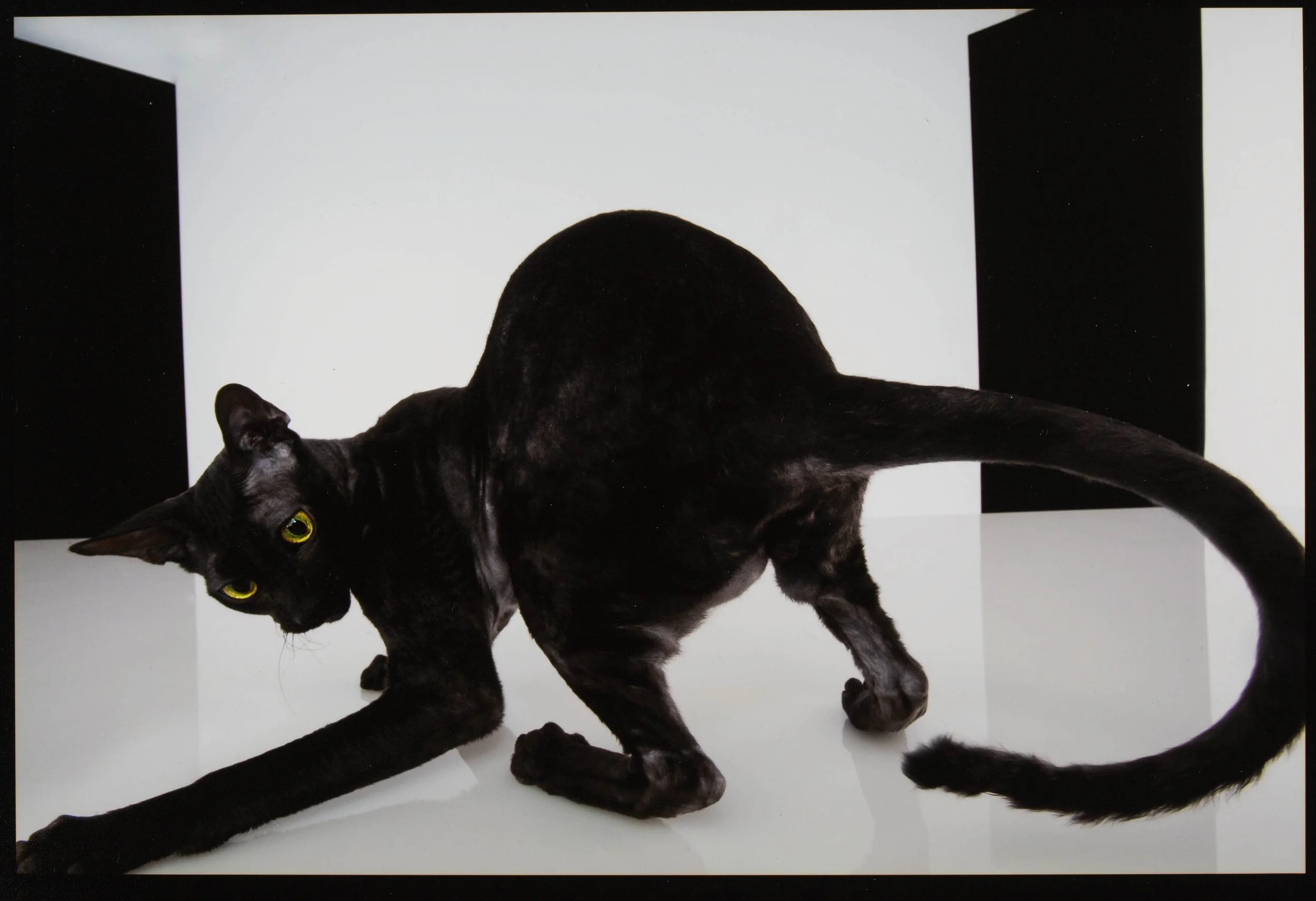 cat-portrait-with-personality-nyc.jpg