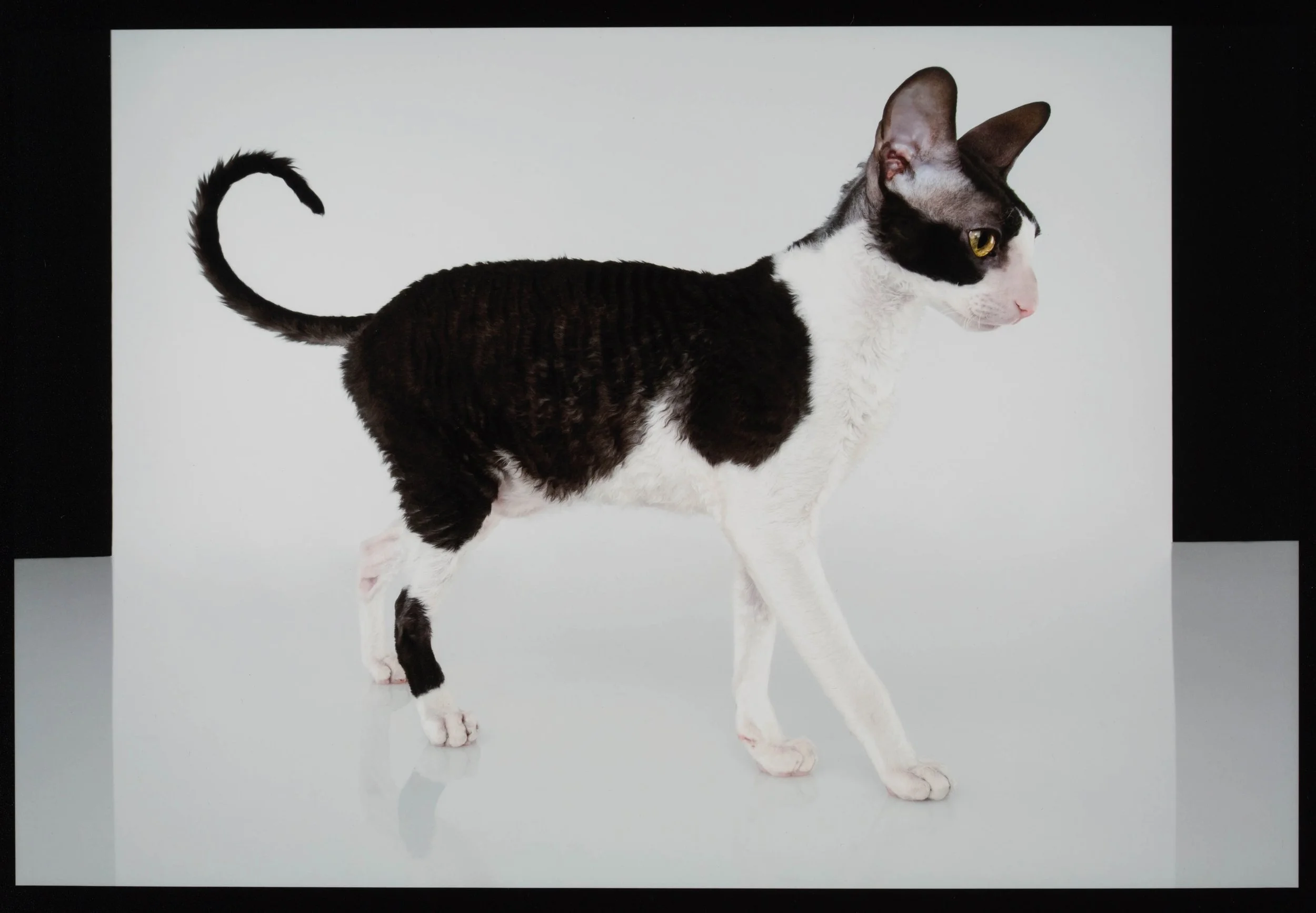 professional-cat-photographer-nyc.jpg