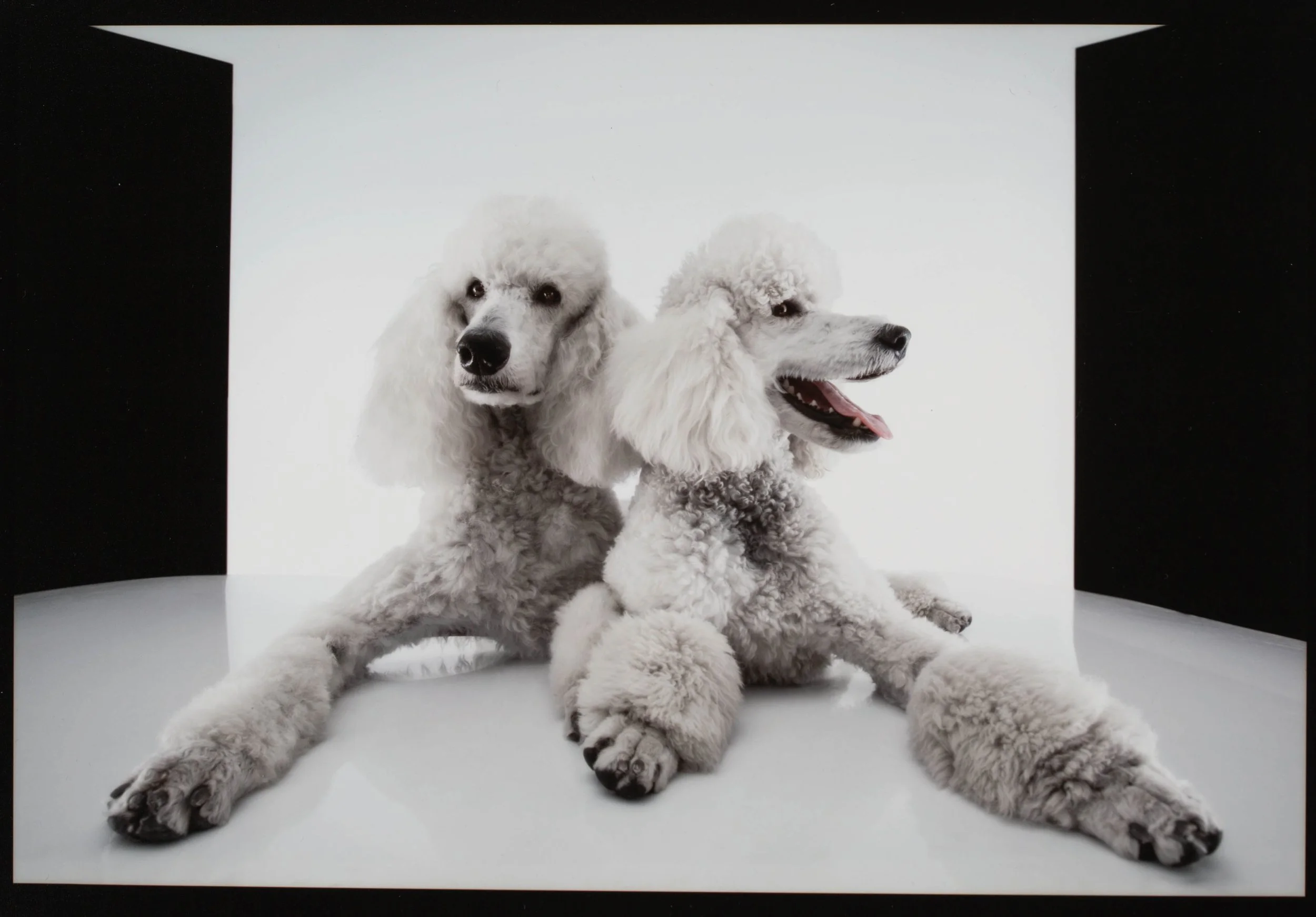 twin-poodle-portrait-professional-nyc.jpg