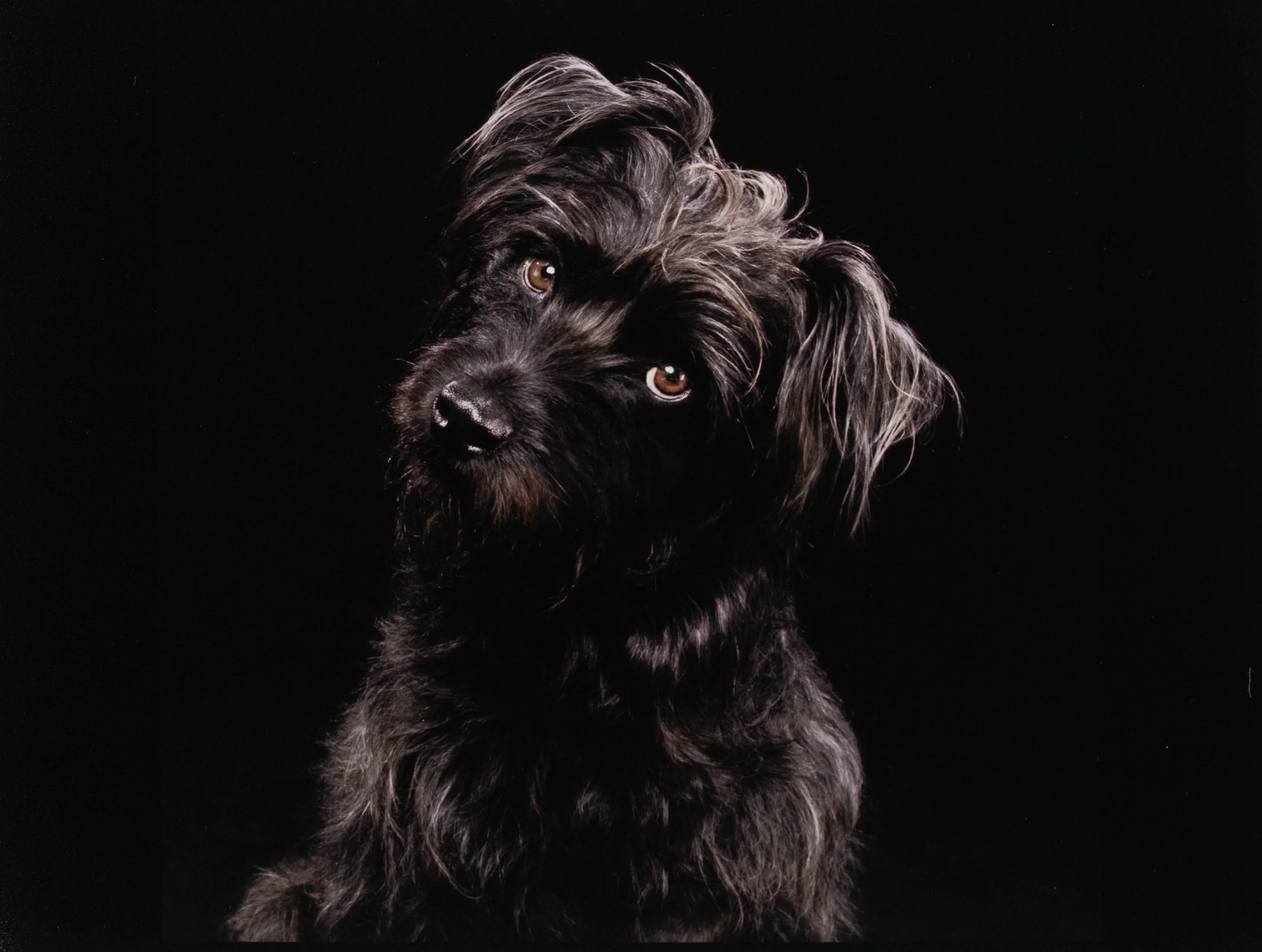 nyc-animal-photography-haruko.jpg