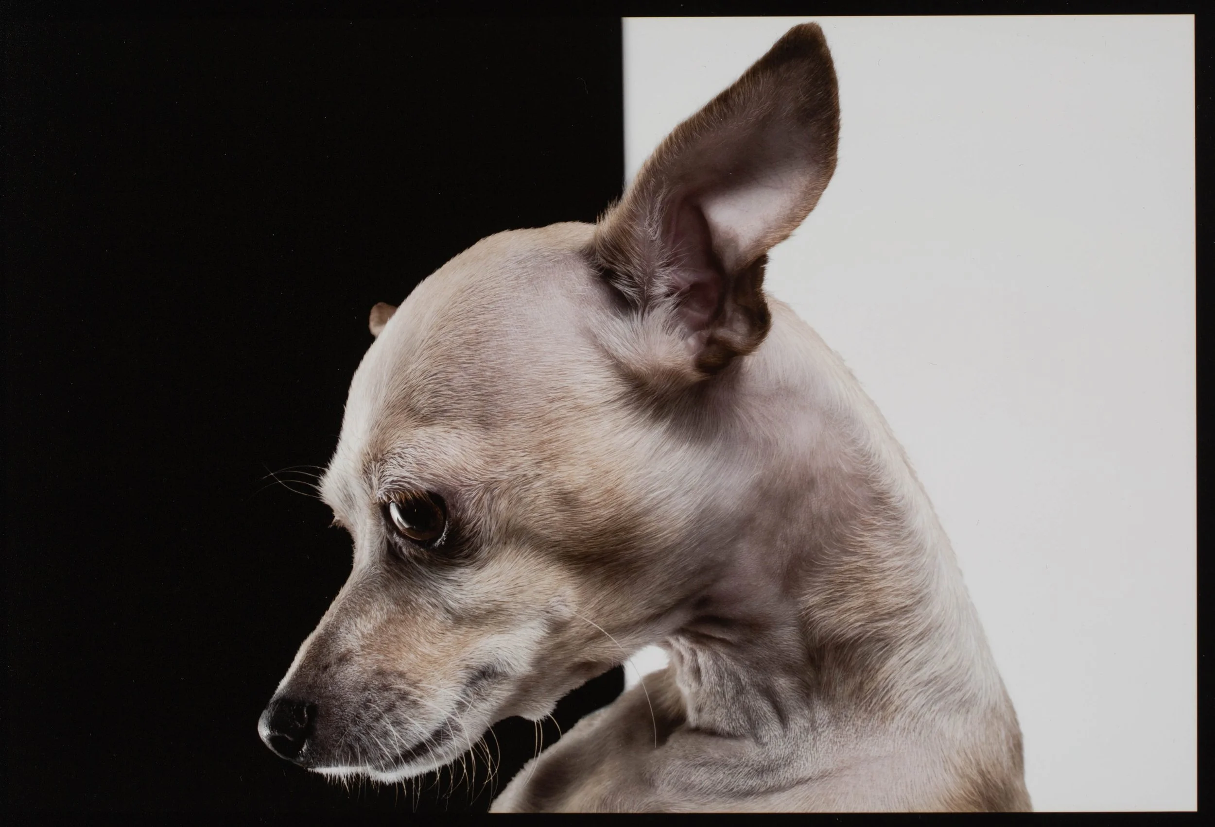 flatiron-chihuahua-profile-portrait-haruko.jpg
