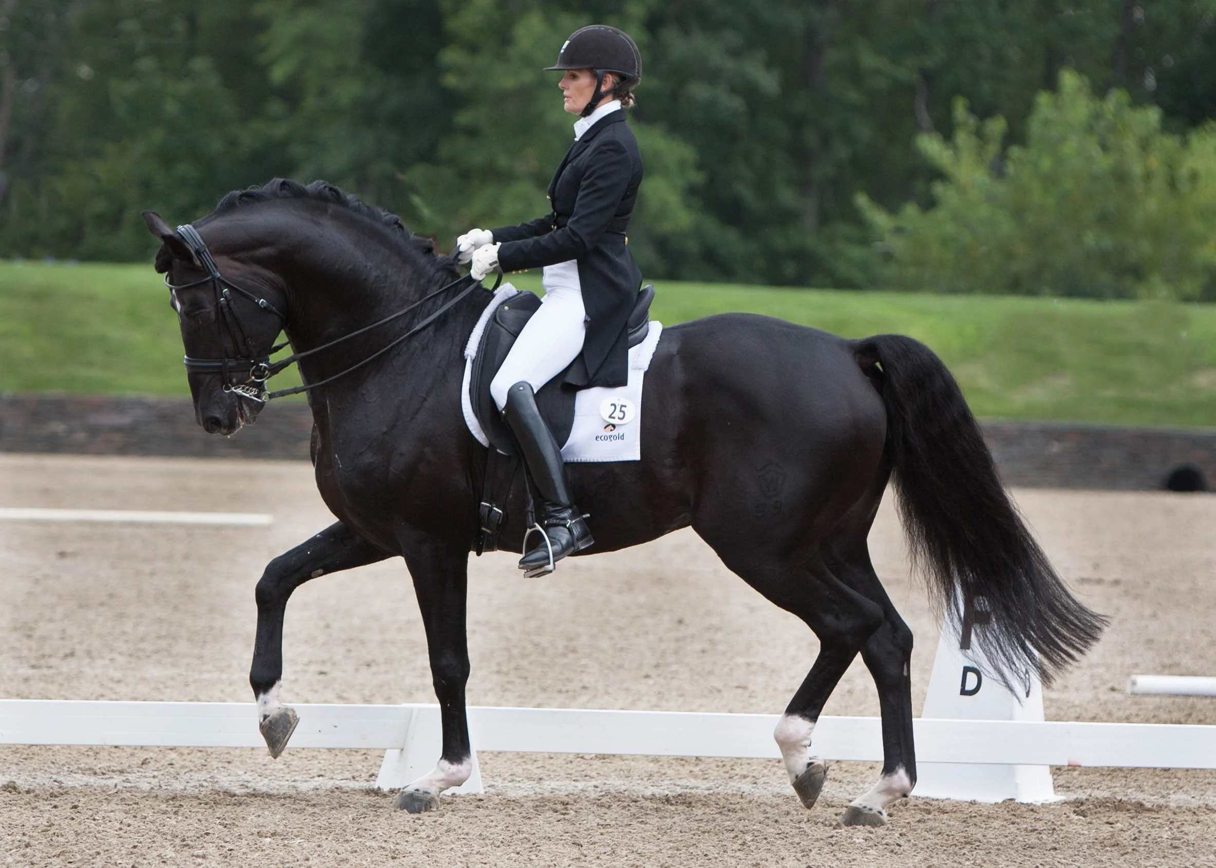 haruko-nyc-professional-equine-images.jpg