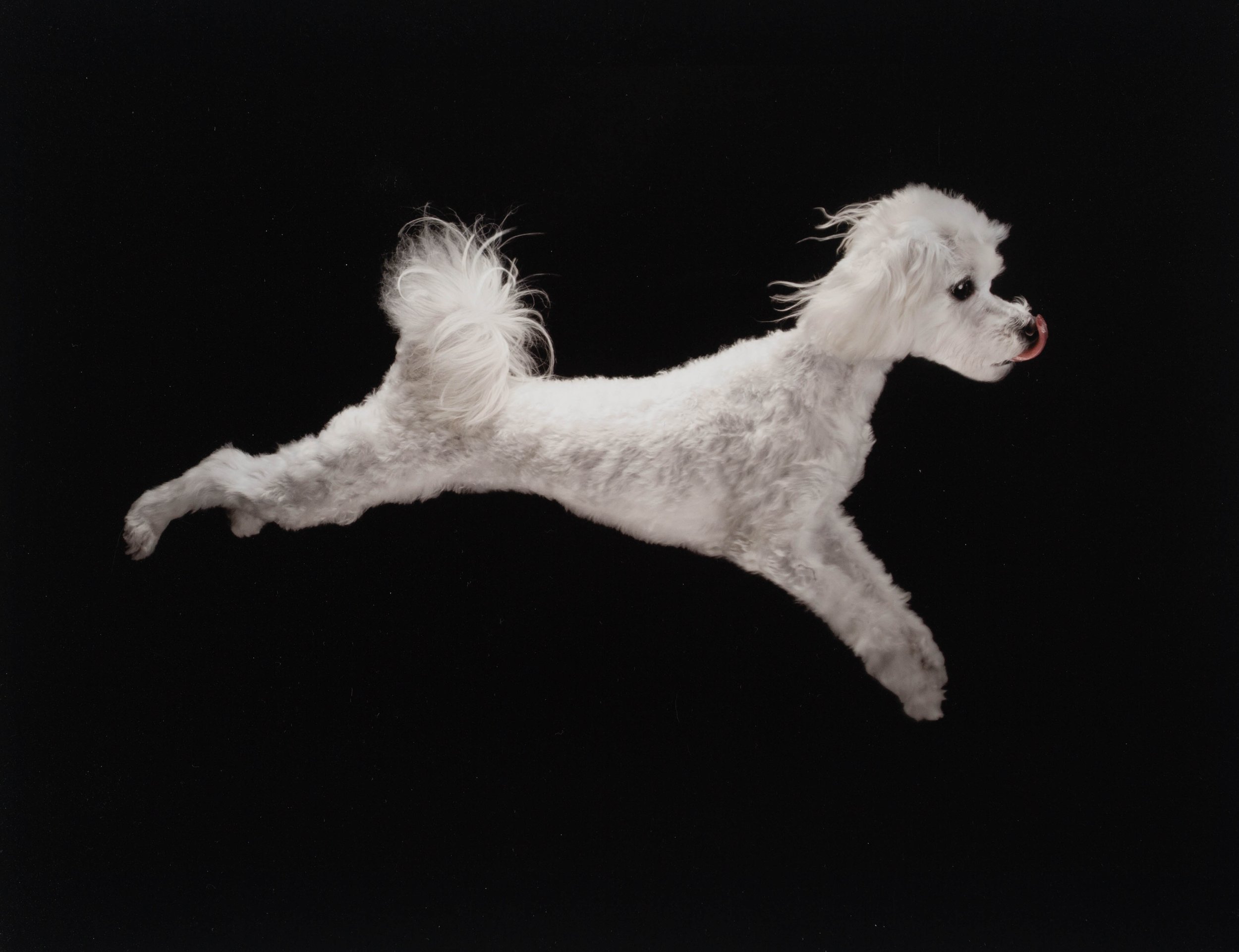 dog-jump-action-shot-nyc-photographer-haruko.jpg