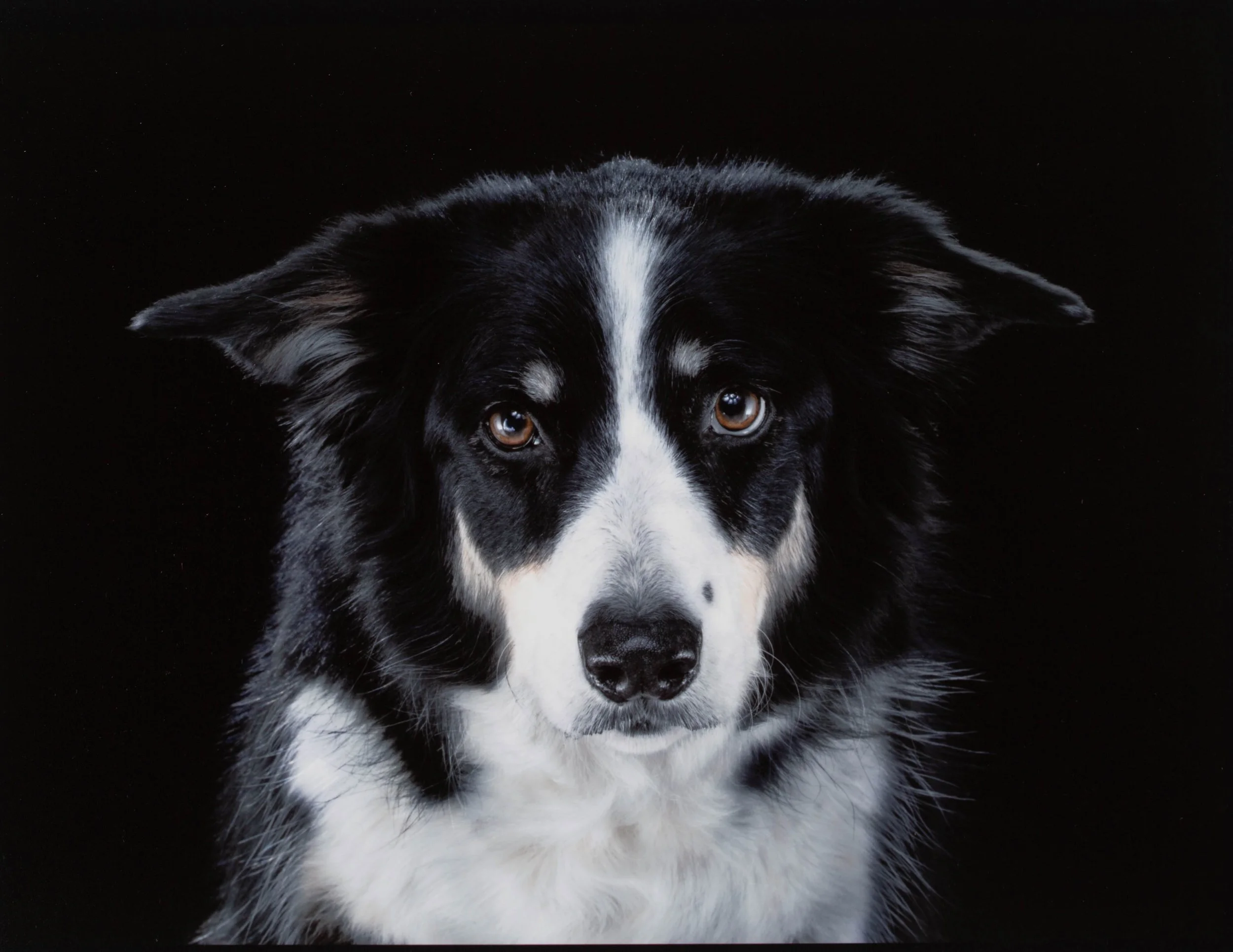 luxury-pet-photography-service-nyc.jpg
