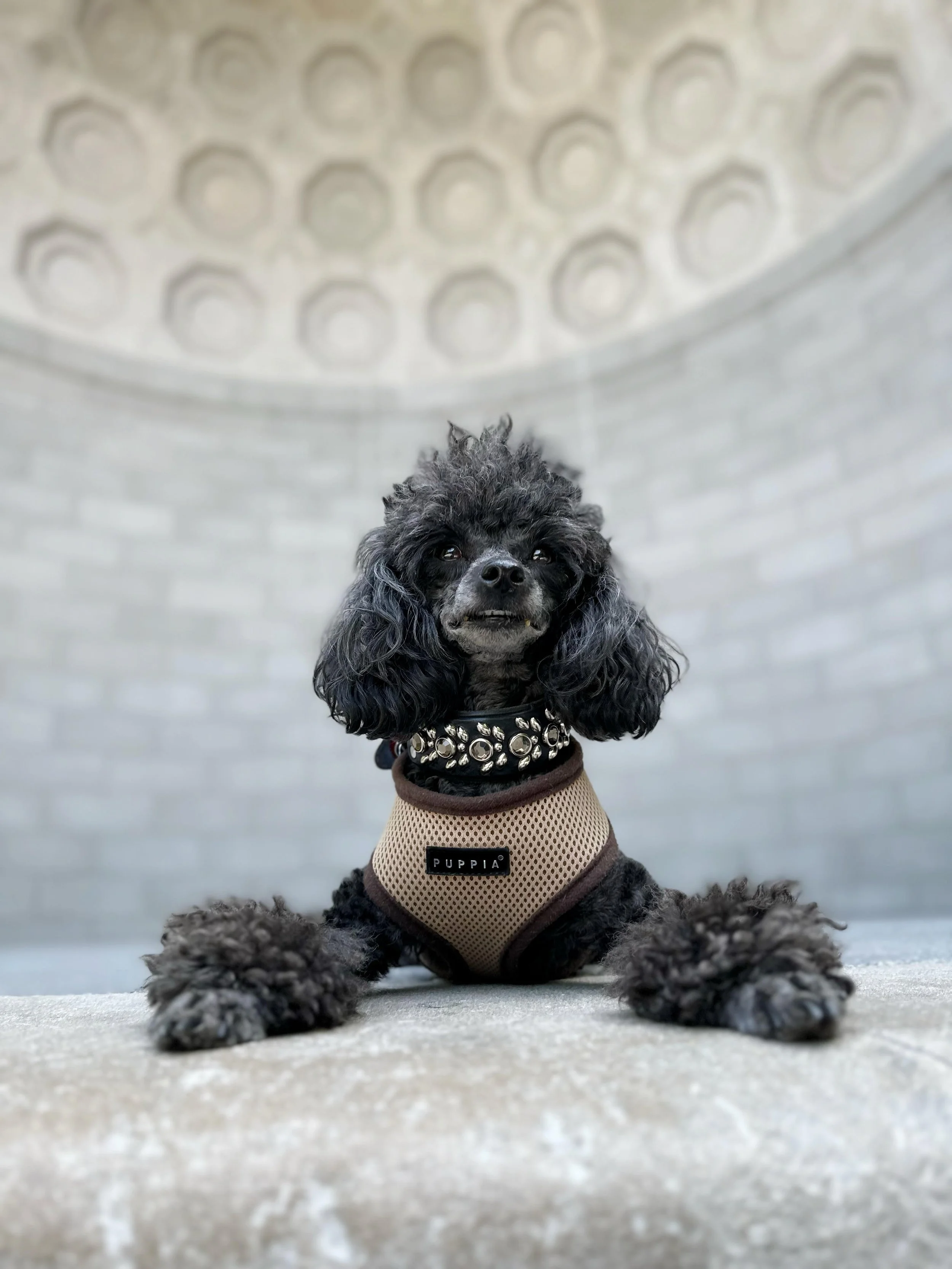 peri-winkle-poodle-nyc-influencer.jpg