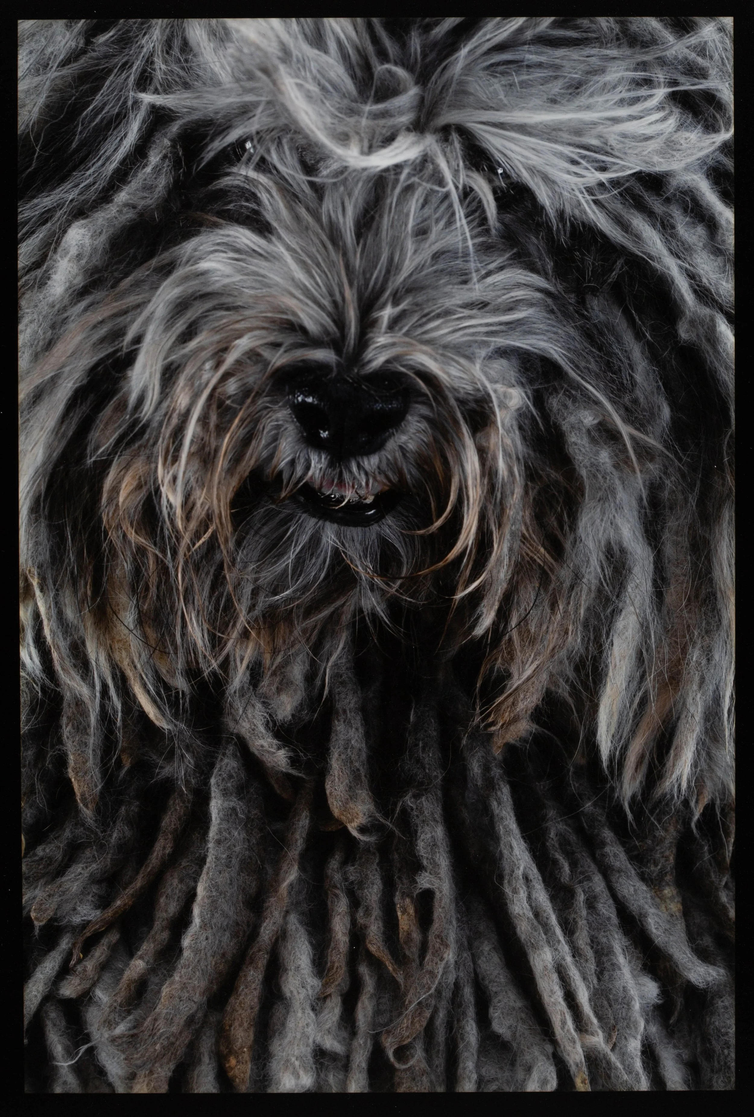 dog-fine-art-image-new-york.jpg