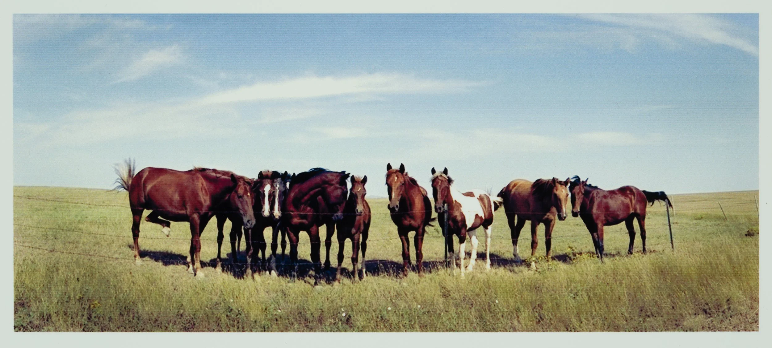 horses-landscape-photography-ny.jpg